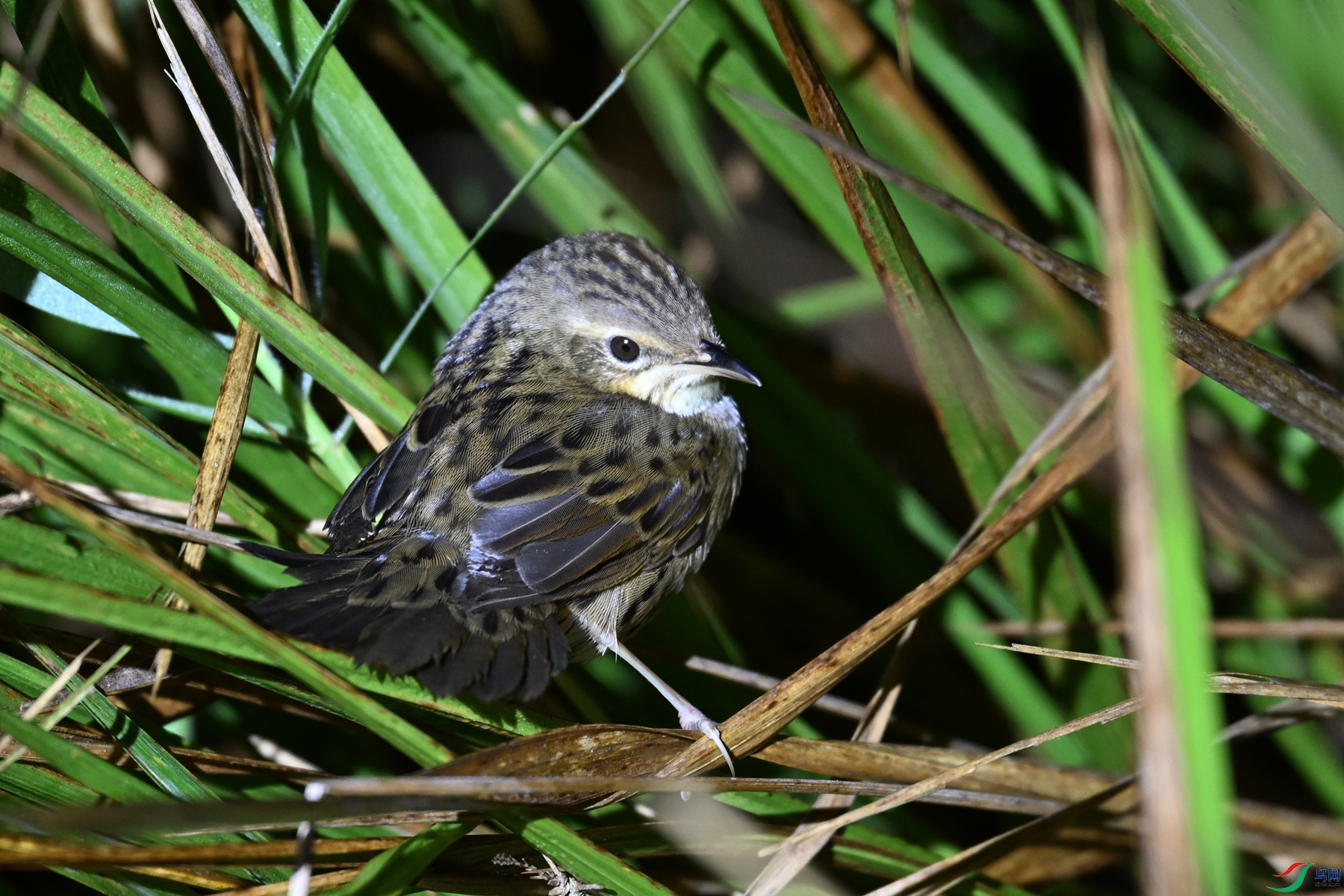 DSC_6861.JPG