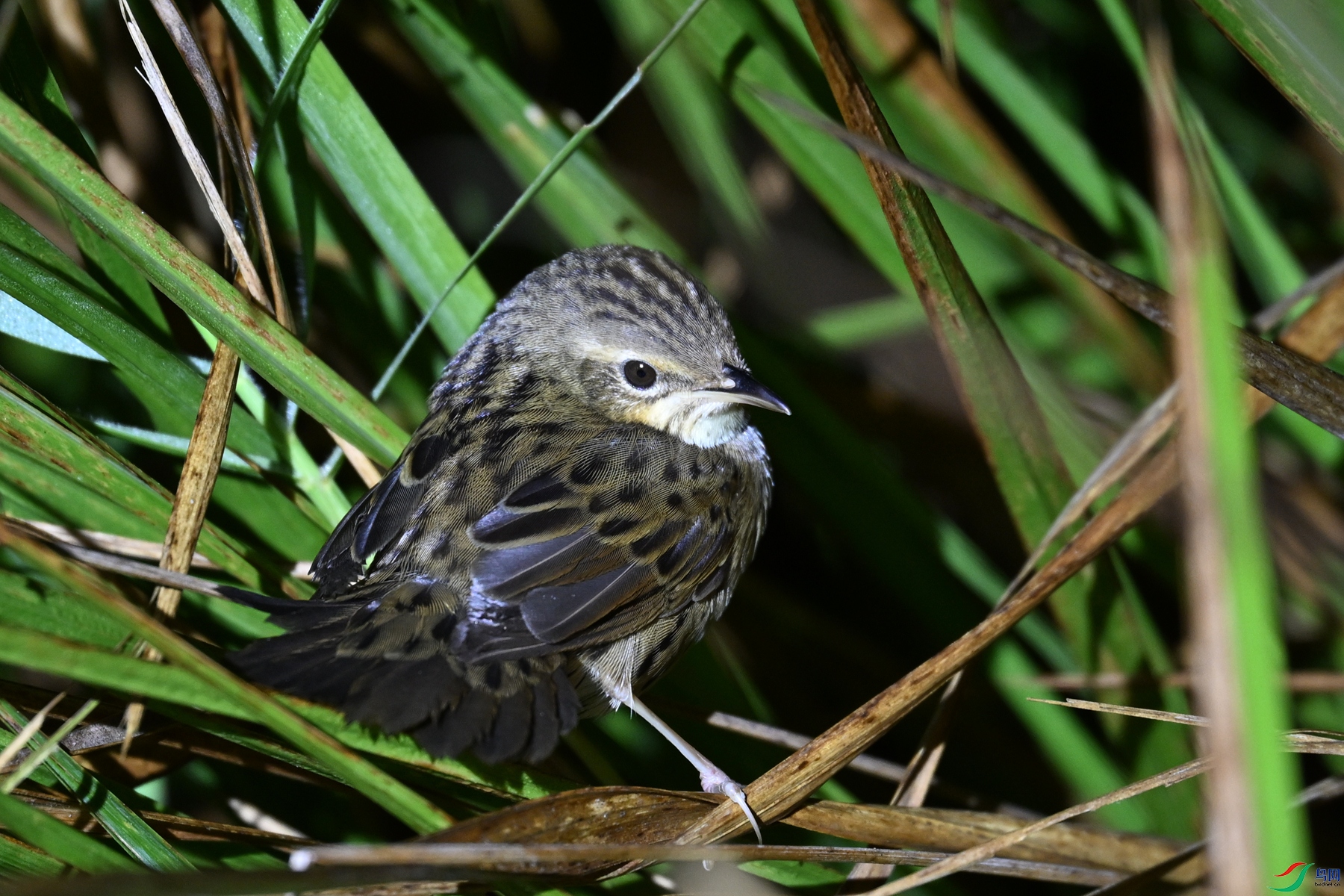 DSC_6863.JPG