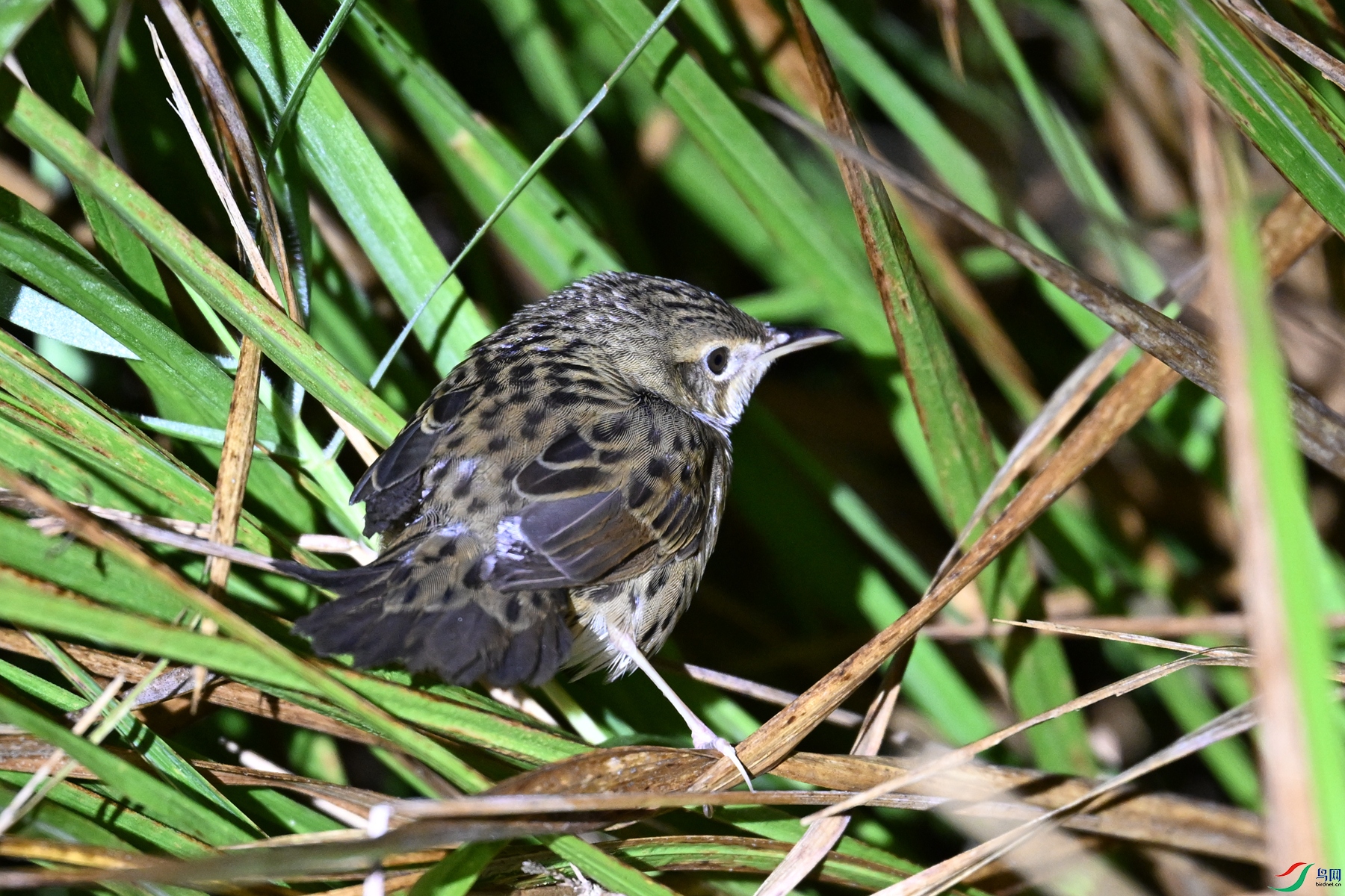 DSC_6900.JPG