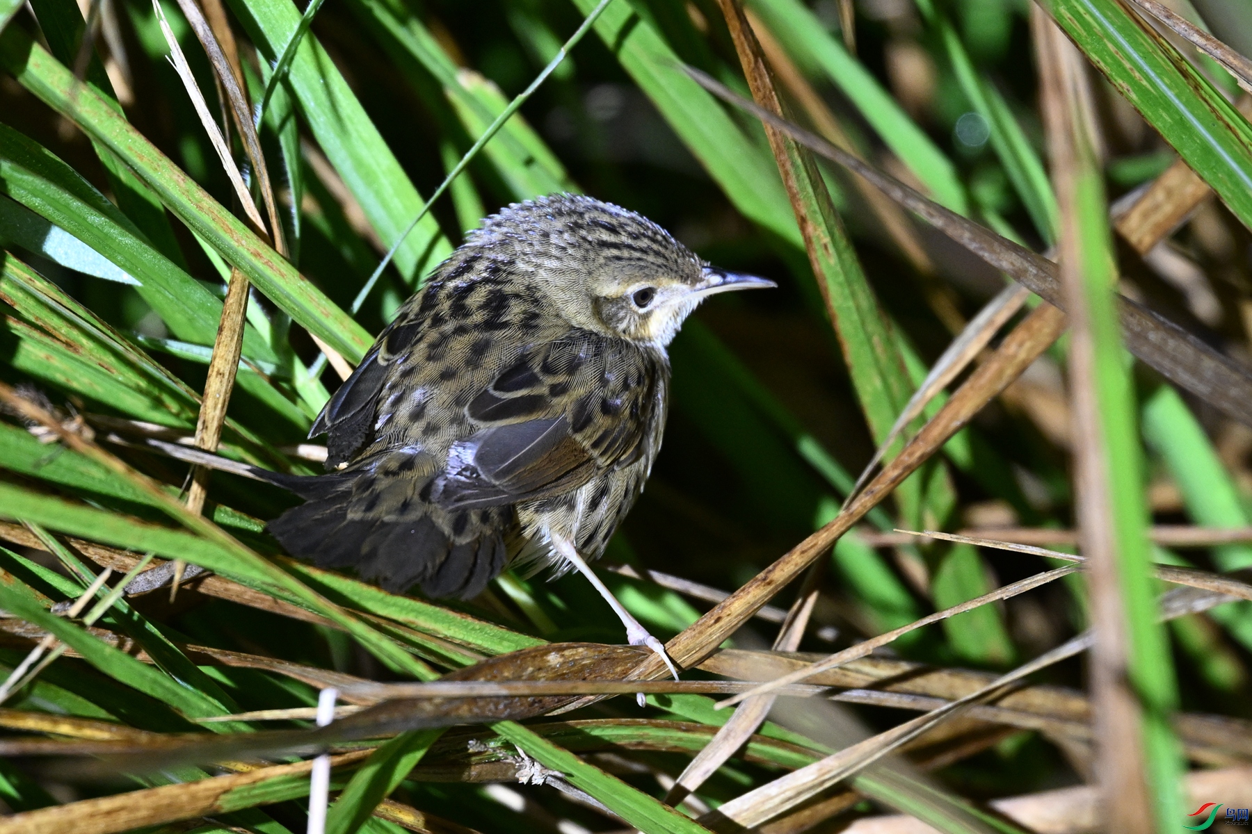 DSC_6921.JPG