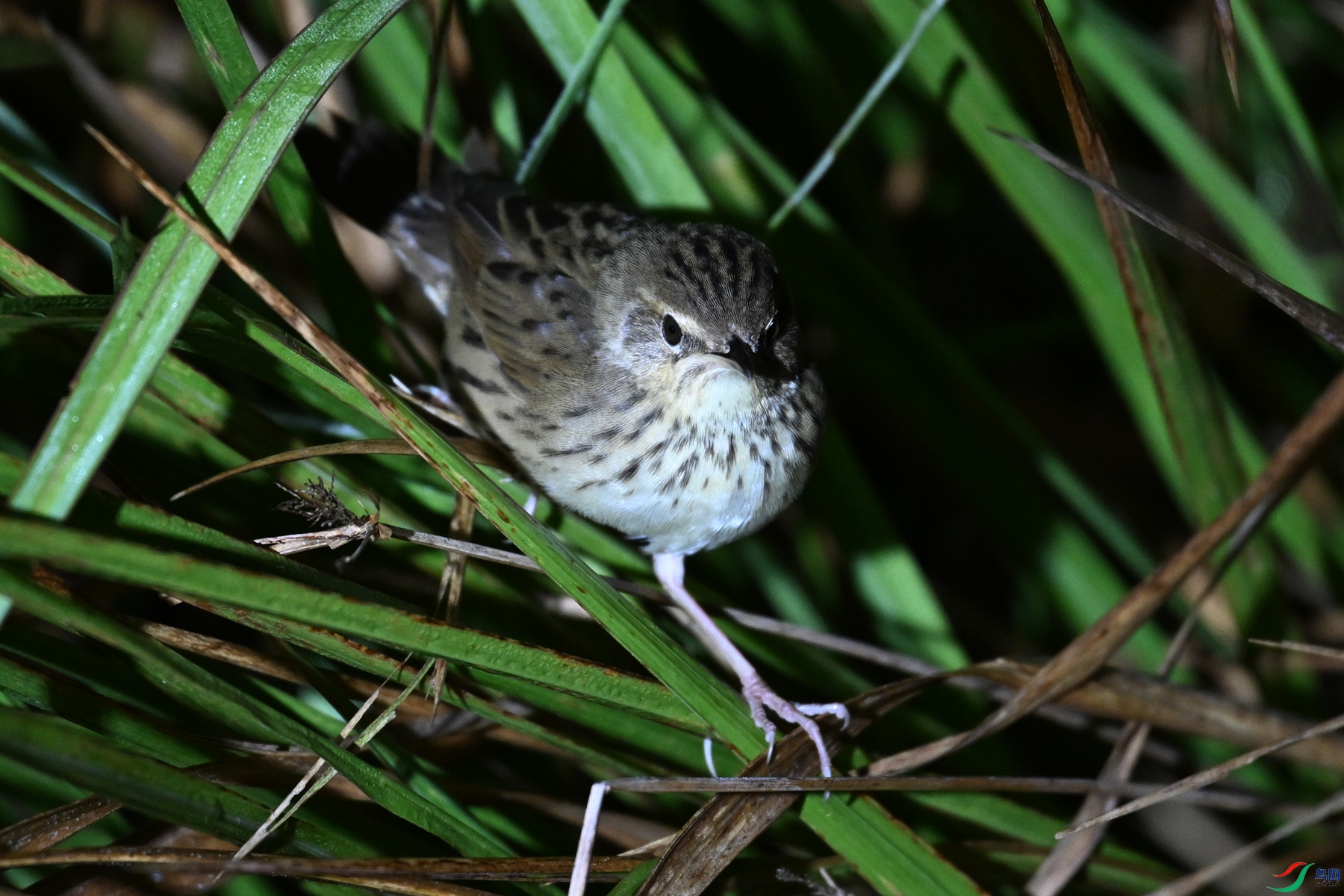 DSC_6940.JPG