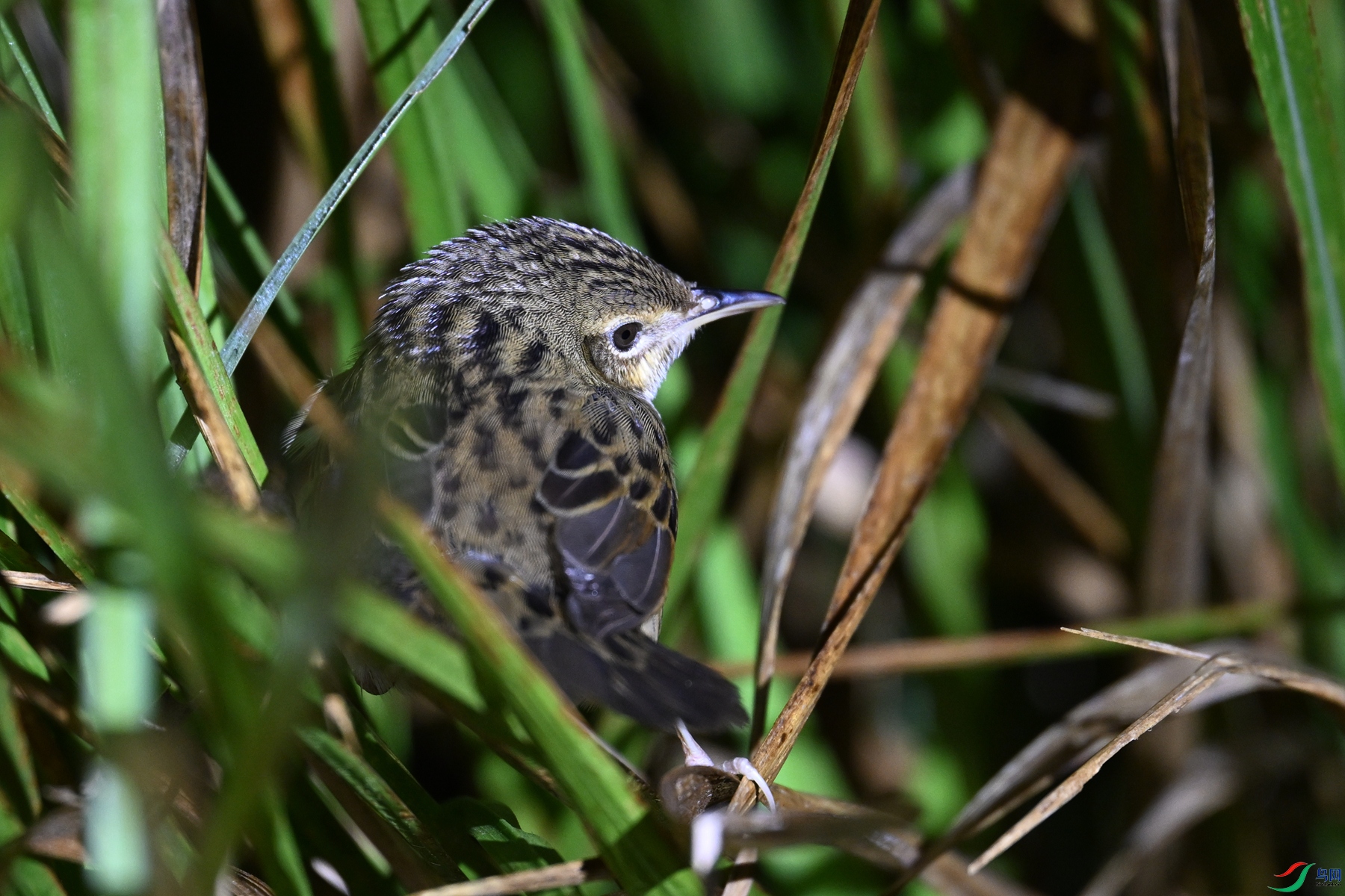 DSC_6867.JPG