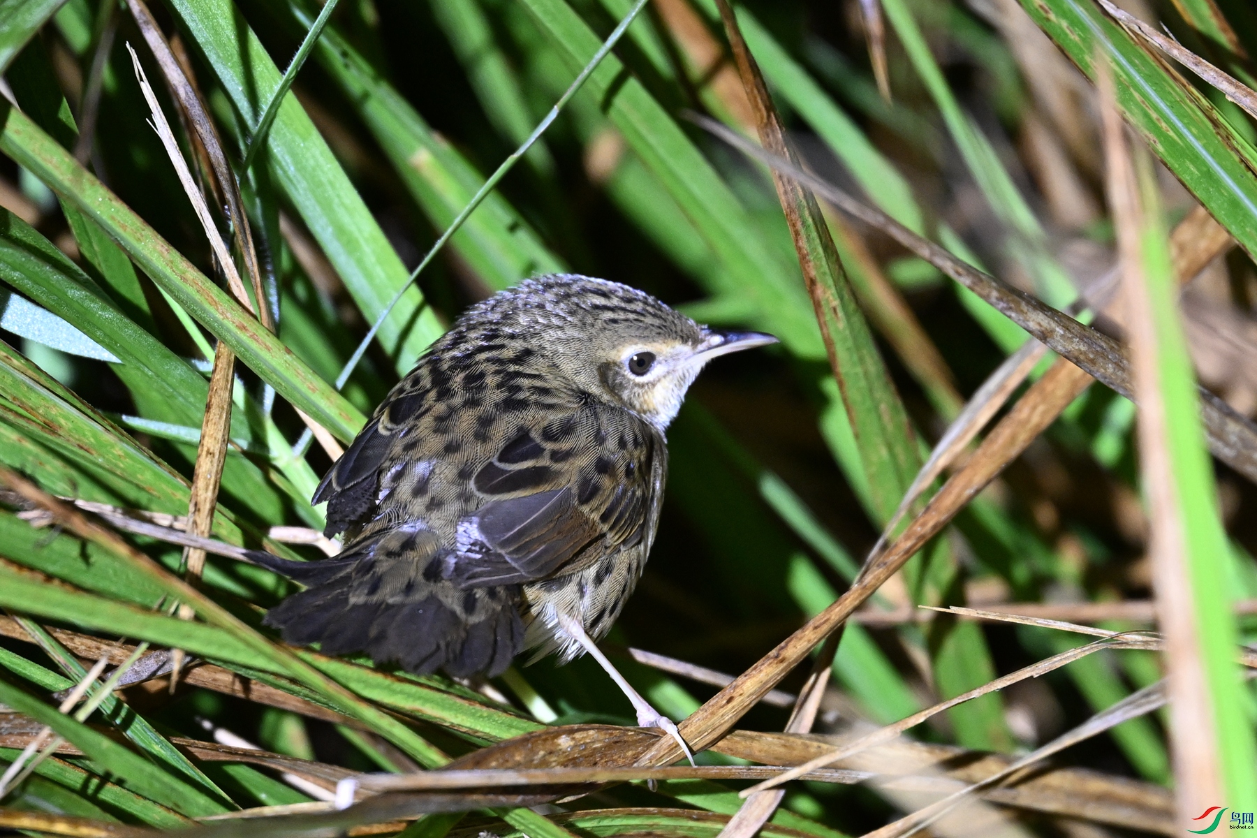 DSC_6903.JPG
