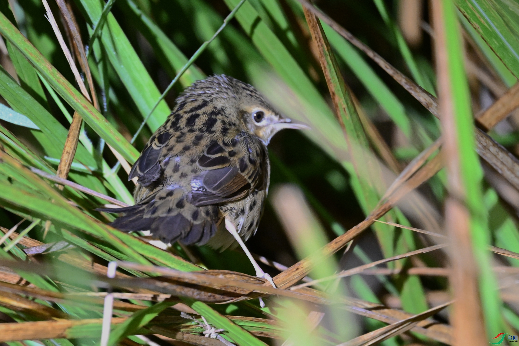 DSC_6925.JPG
