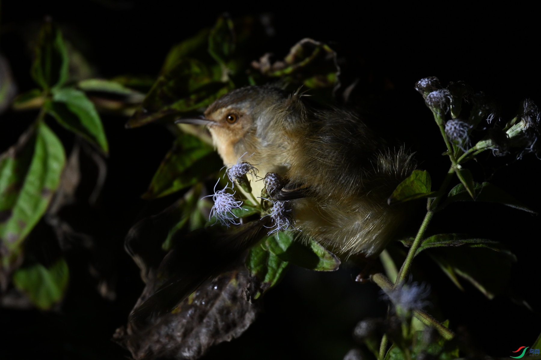 DSC_6966.JPG