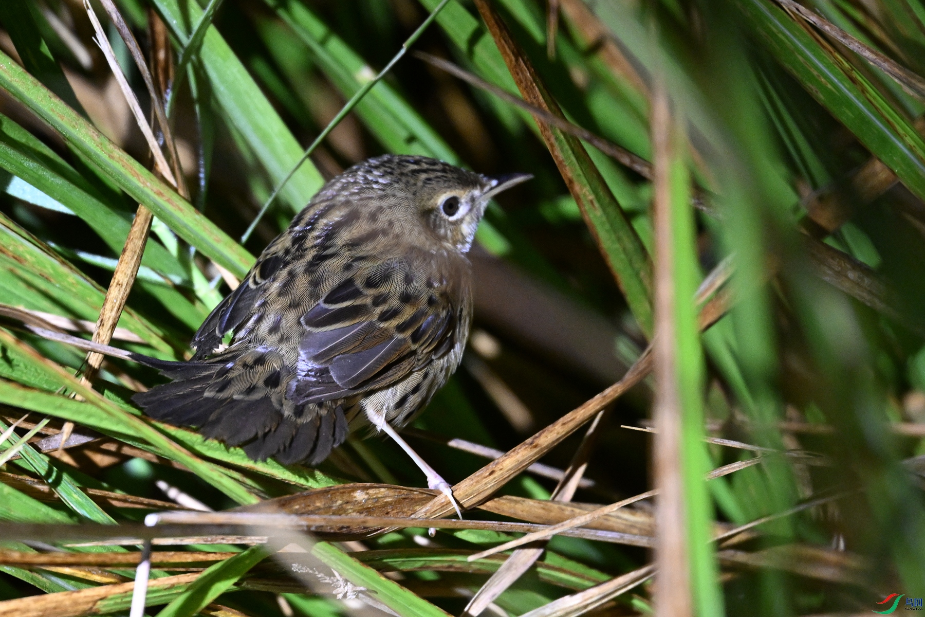 DSC_6869.JPG