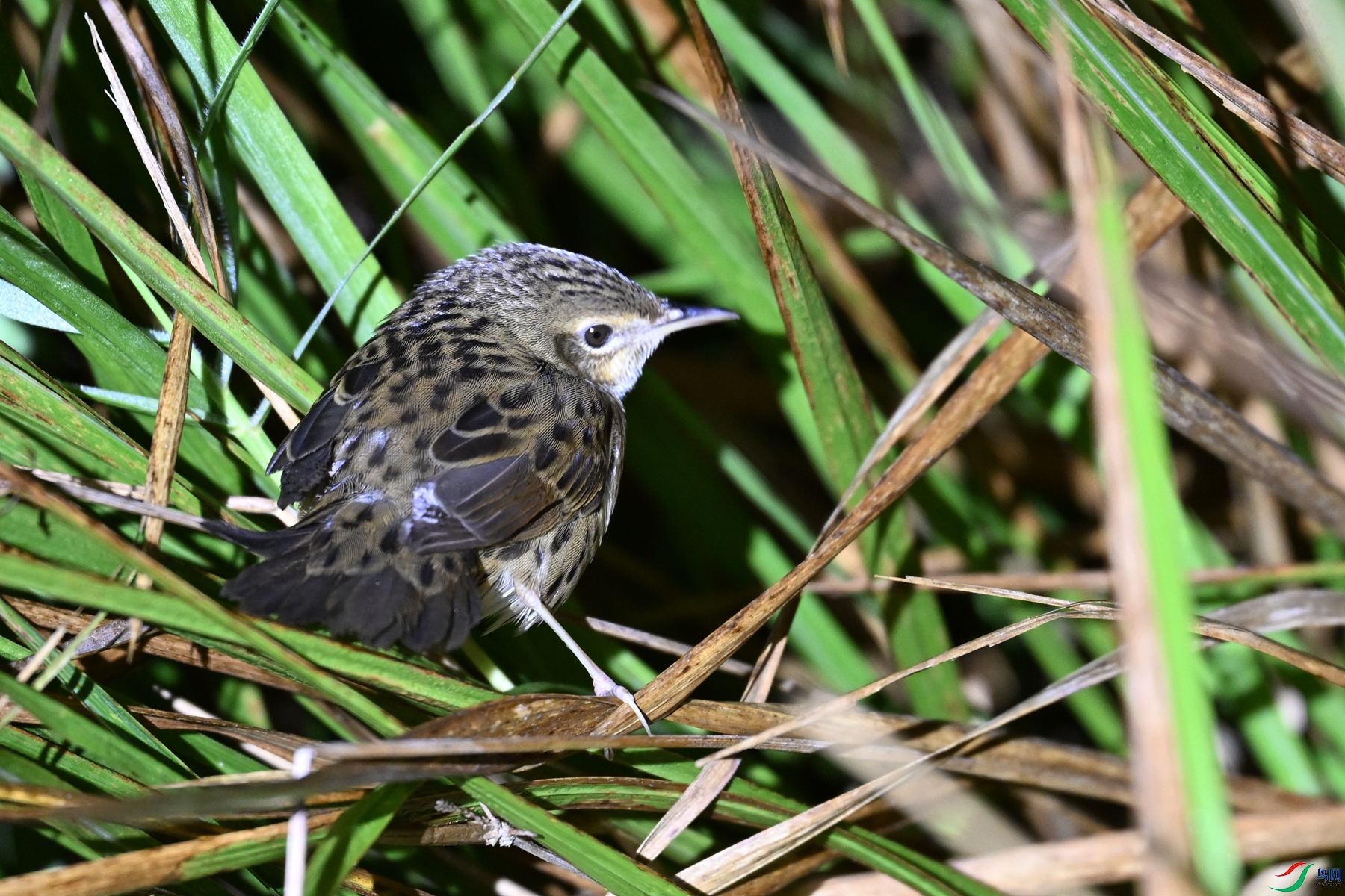 DSC_6906.JPG
