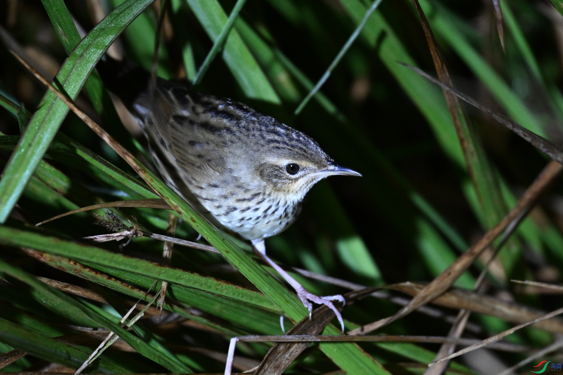 DSC_6930.JPG