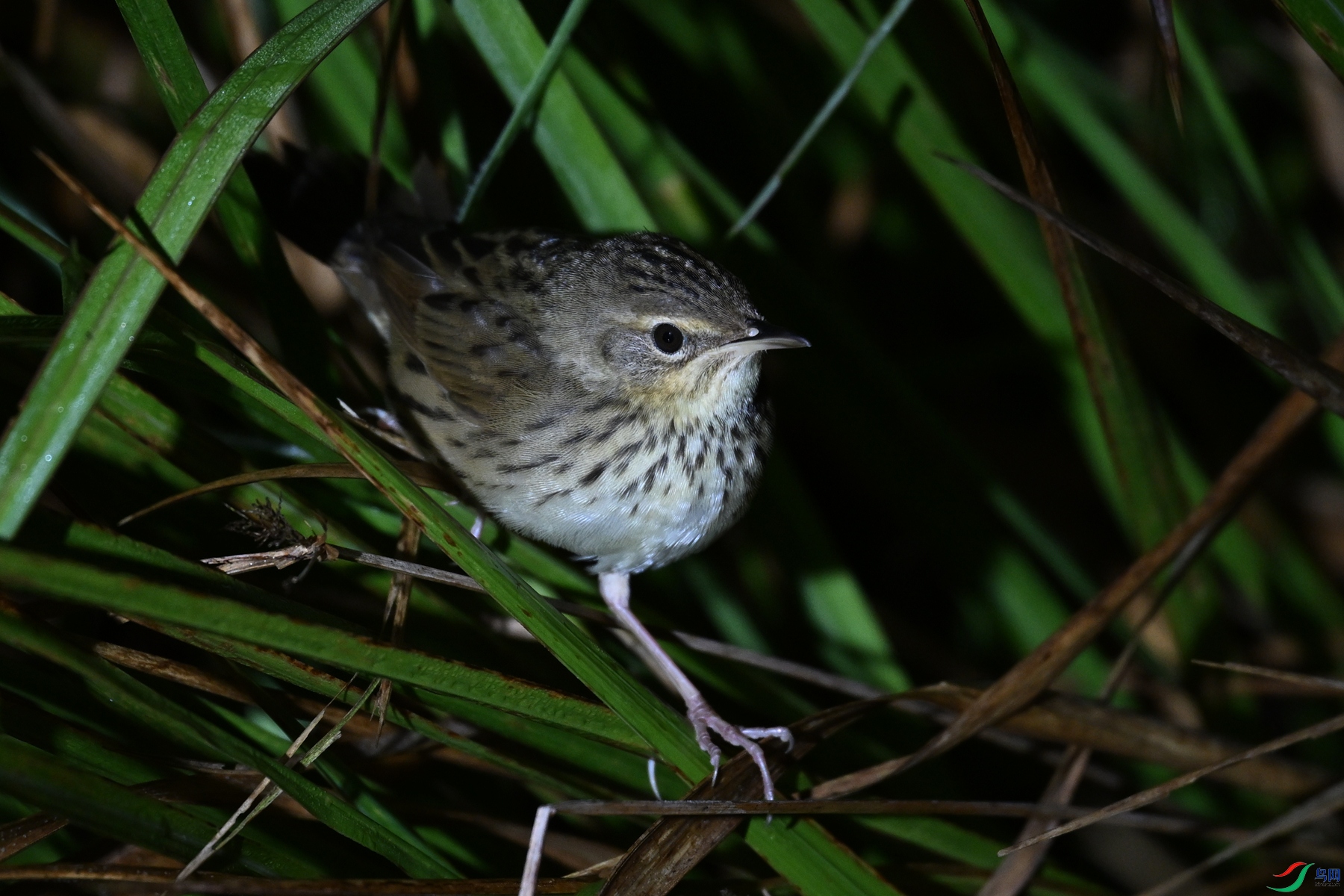 DSC_6949.JPG