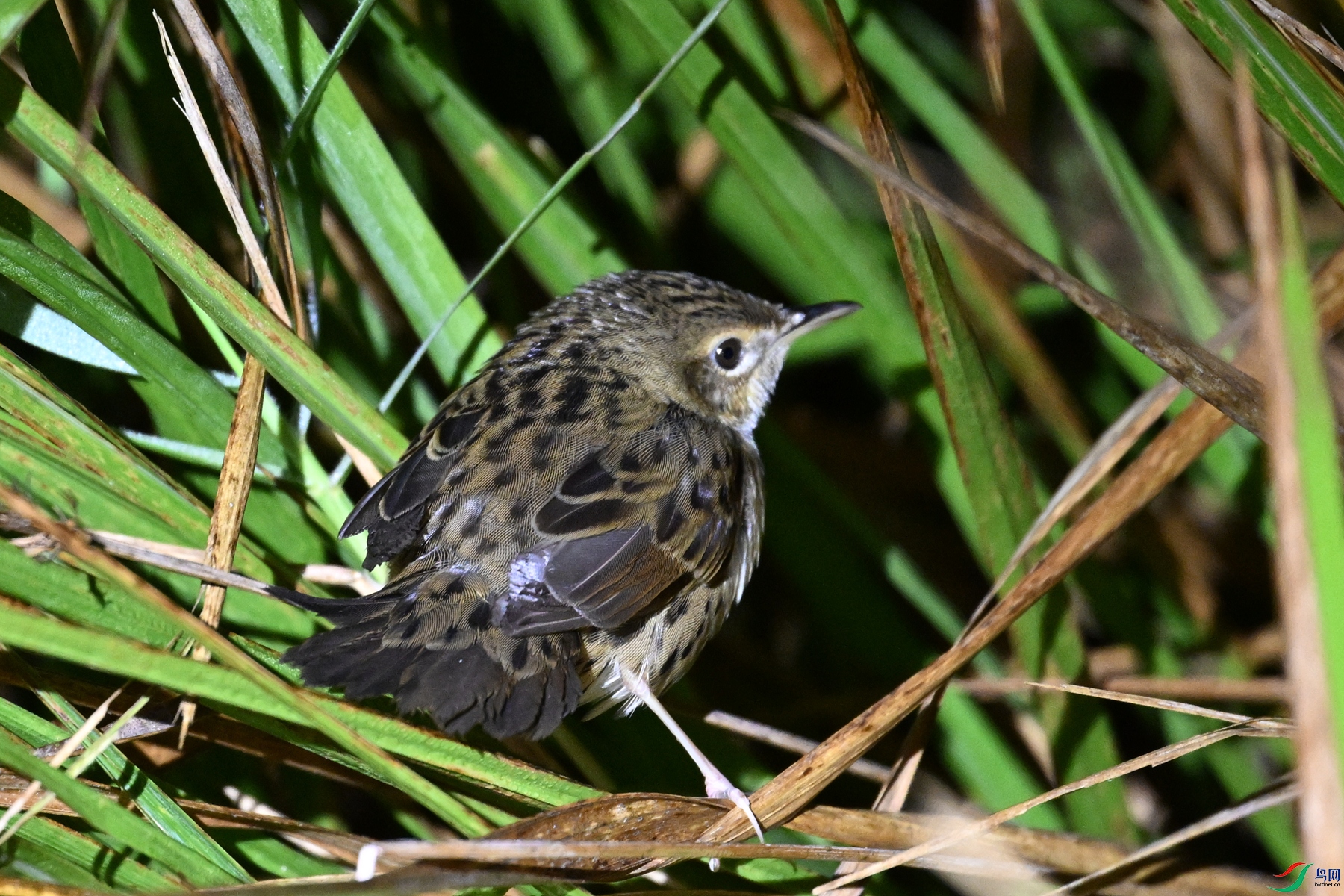 DSC_6871.JPG