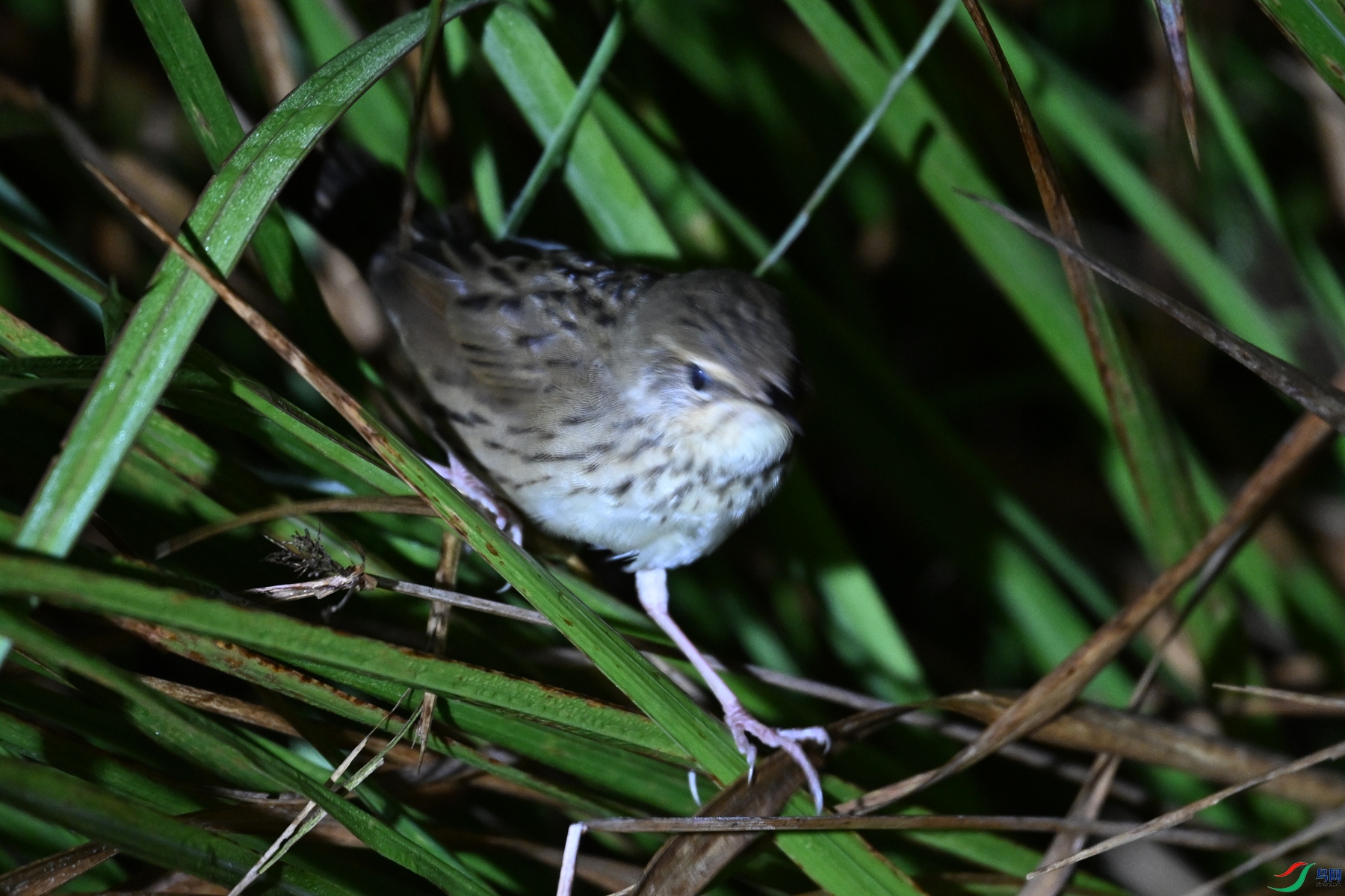 DSC_6934.JPG