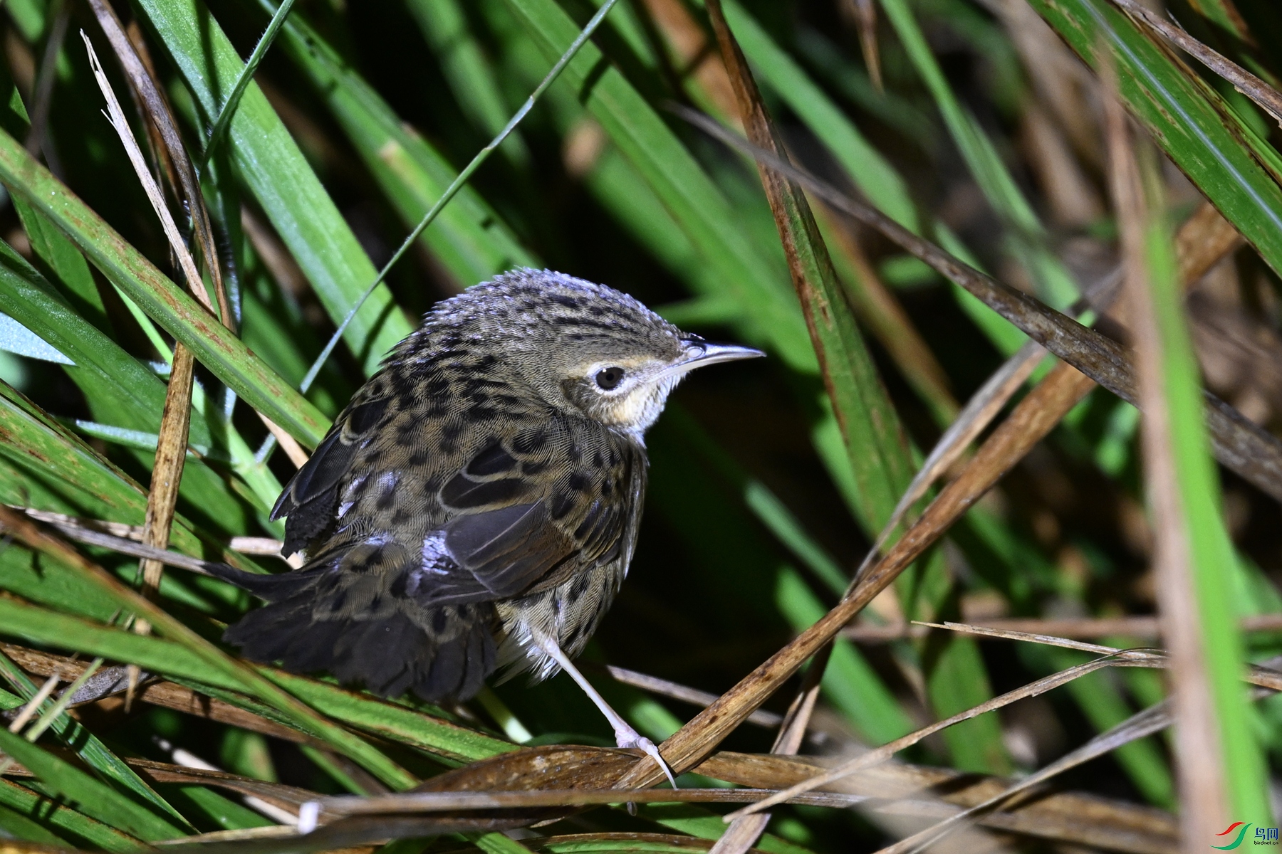 DSC_6909.JPG