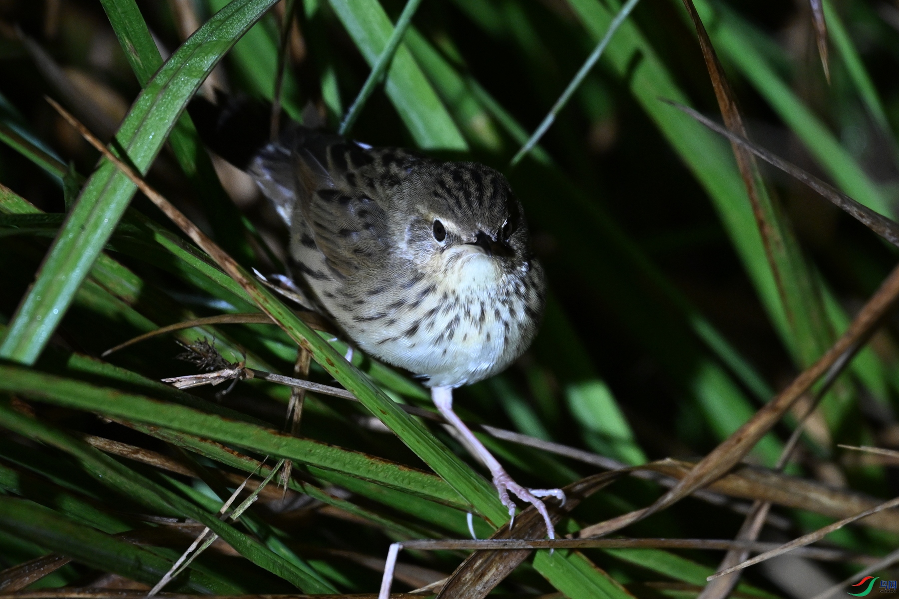 DSC_6938.JPG