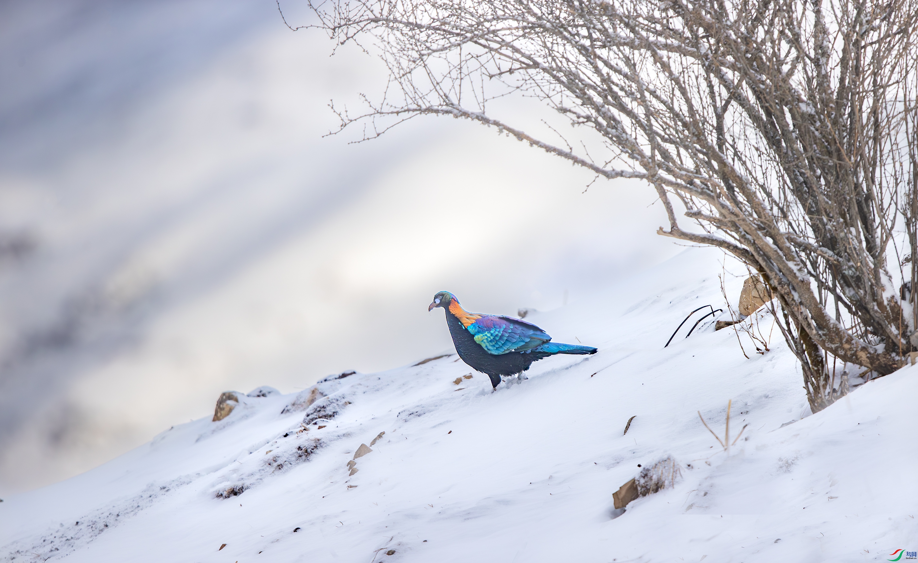 A15I3942-����ǿ-NR ����.jpg