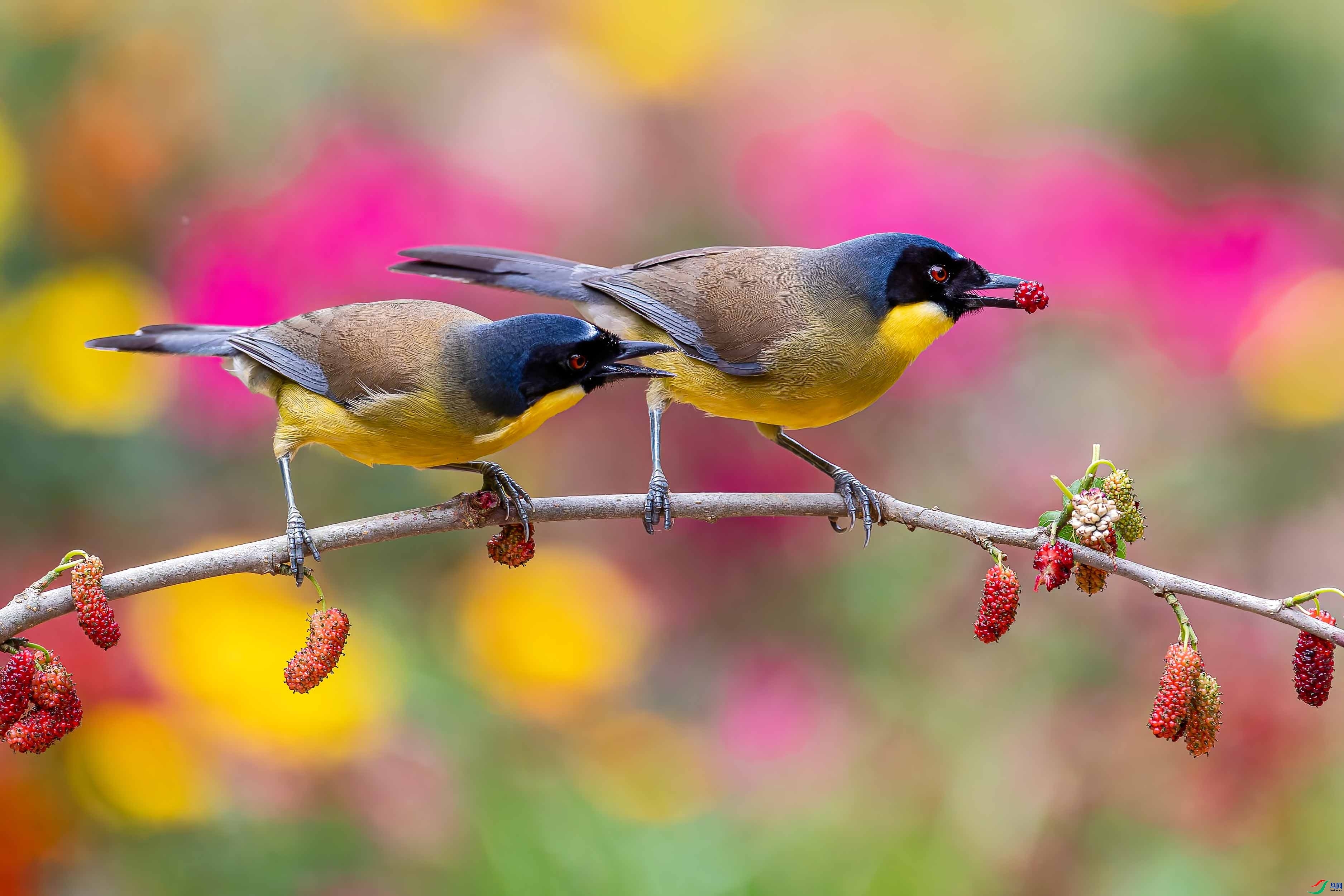 2.24 ����ɽ����ʦ��Ʒ  ��ʳ  �ٻ�2026��3��24����Ӱʦ��ҳ����.jpg