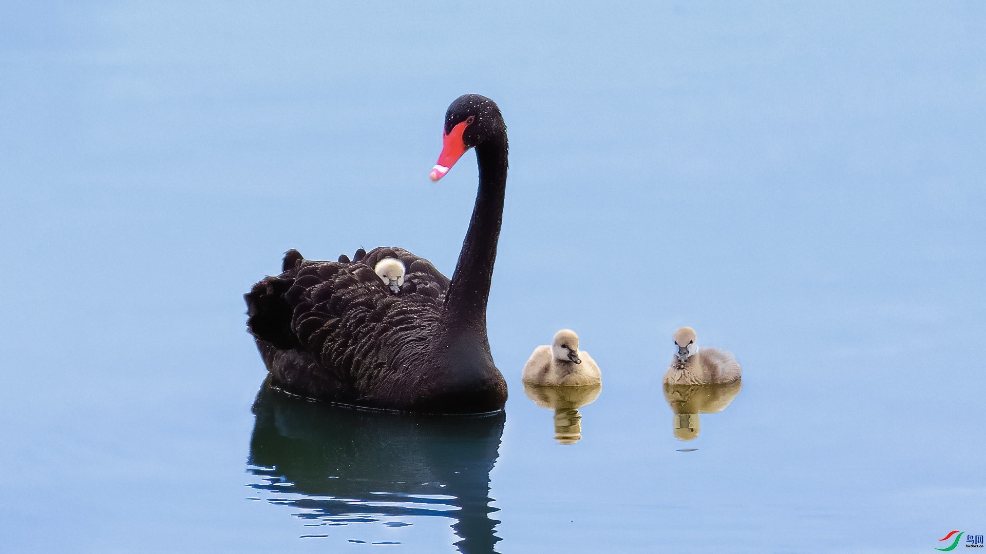 3.19 ��Ӿ��ʦ��Ʒ  �Ҹ�ͯ��  �ٻ�2026��3��19�ջ�Ա��ҳ����.jpg