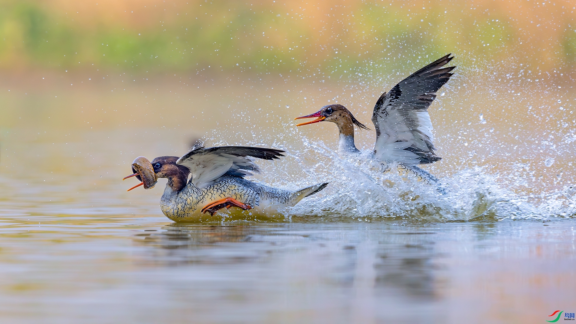 3.20 �ɵ���ʦ��Ʒ  �л���ɳѼ  �ٻ�2026��3��20����Ӱʦ��ҳ����.jpg