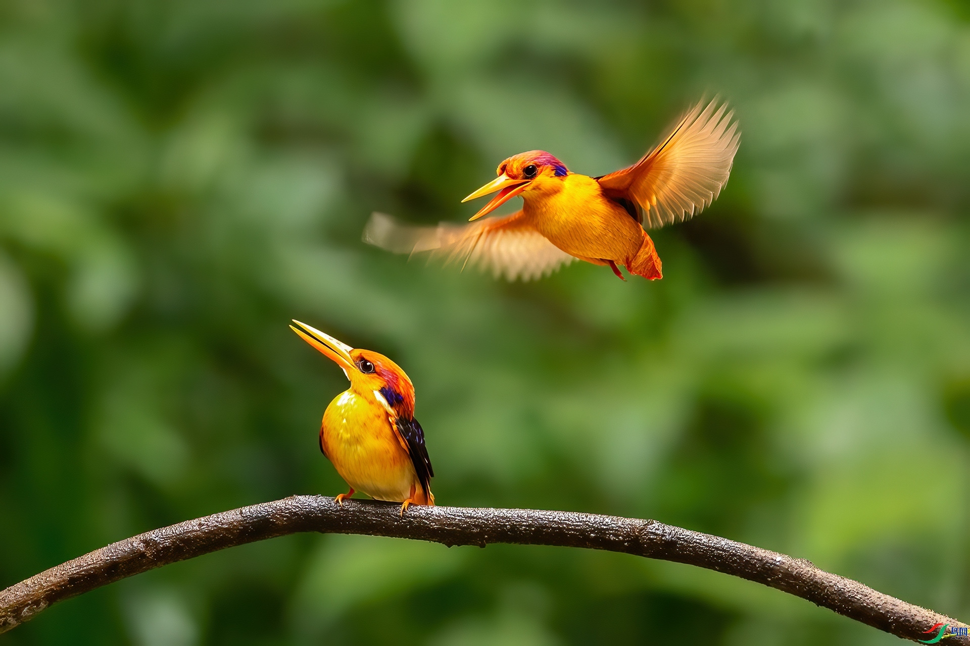 3.22 �ɵ���ʦ��Ʒ  ������  �ٻ�2026��3��22����Ӱʦ��ҳ����.jpg