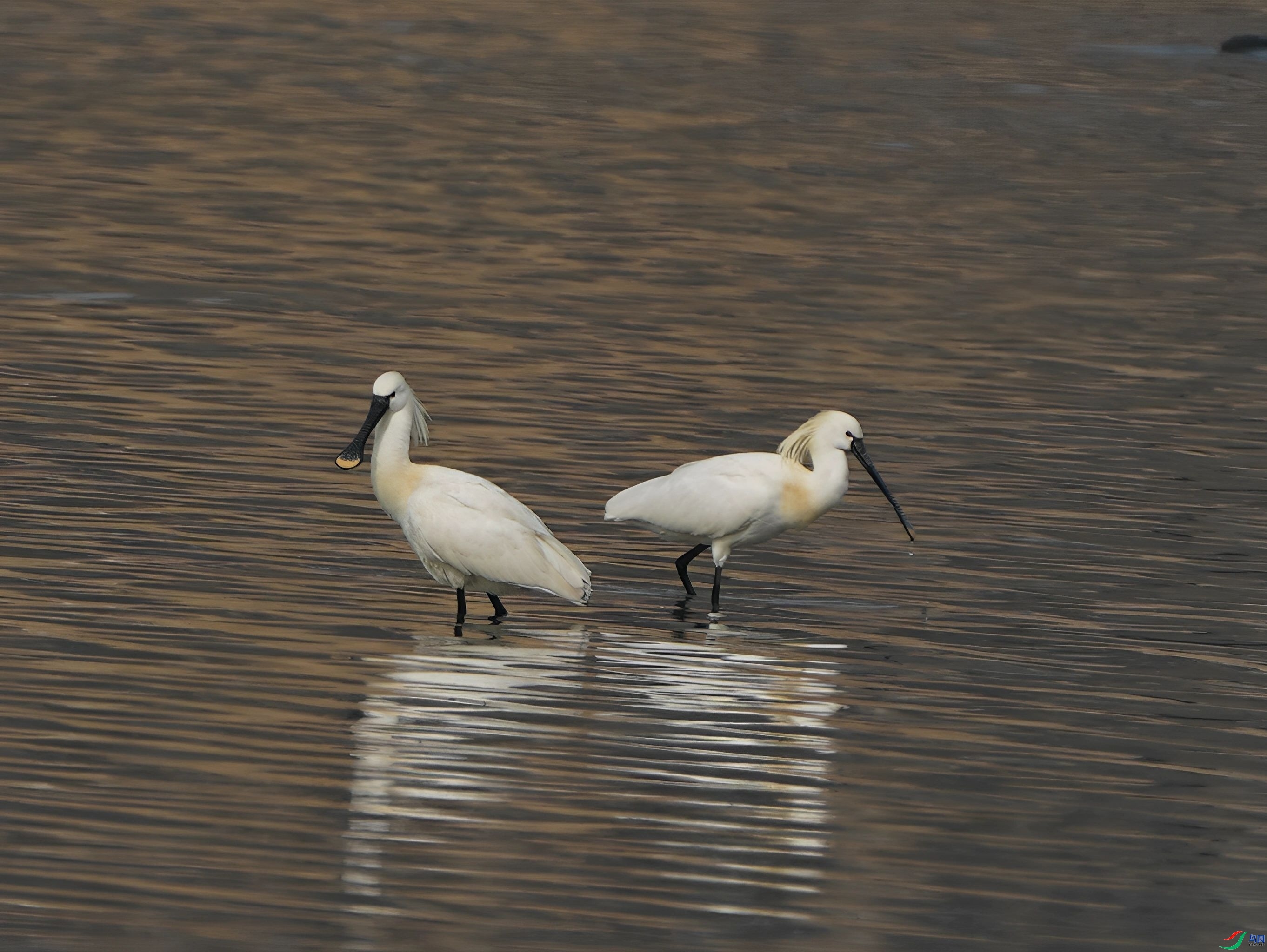 3.22 ��ҰѰ����ʦ��Ʒ  ���ŵİ�����  �ٻ�2026��3��22�ջ�Ա��ҳ����.jpg