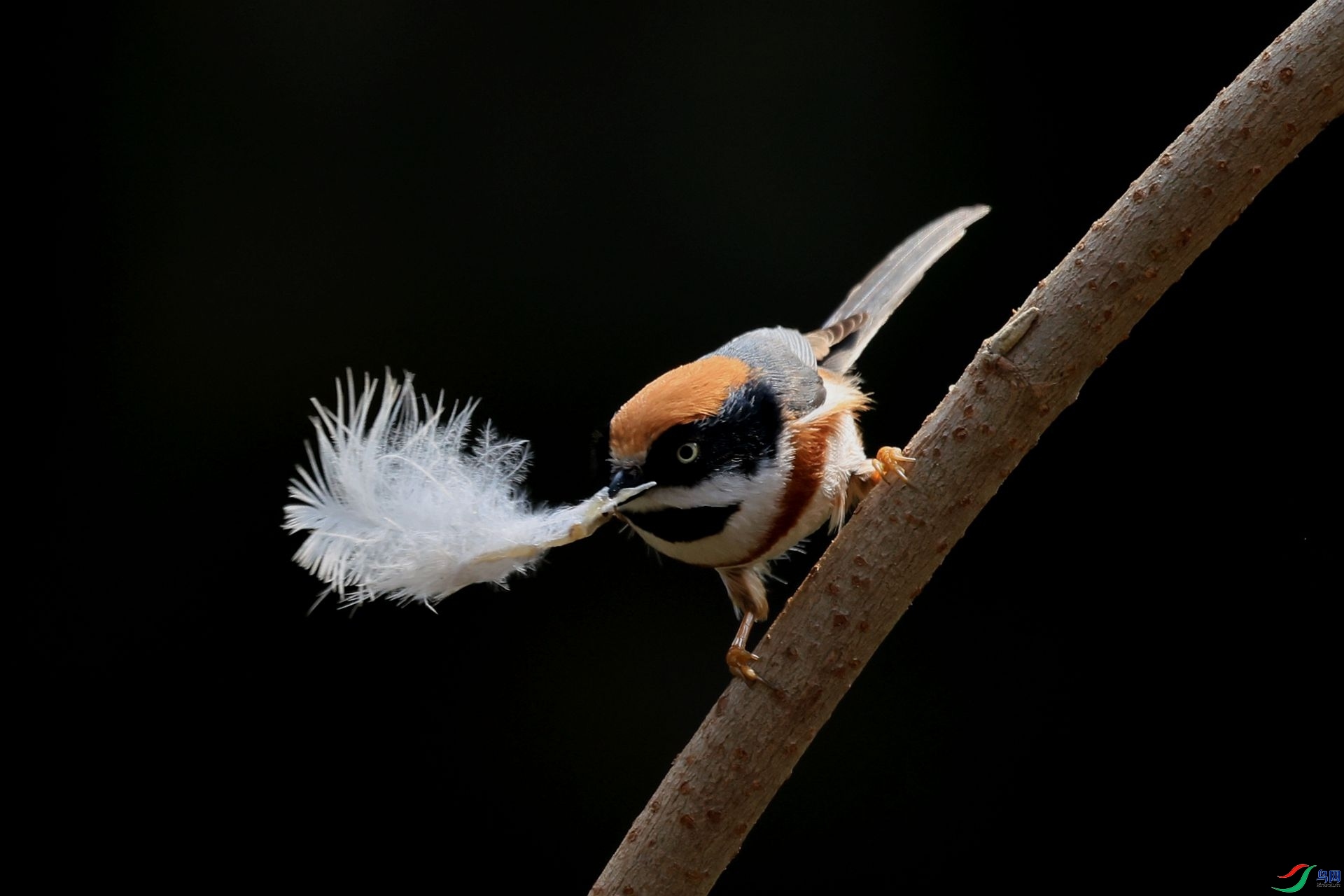 3.23 �׺�ɳ����ʦ��Ʒ  ����ë  �ٻ�2026��3��23�ջ�Ա��ҳ����.jpg