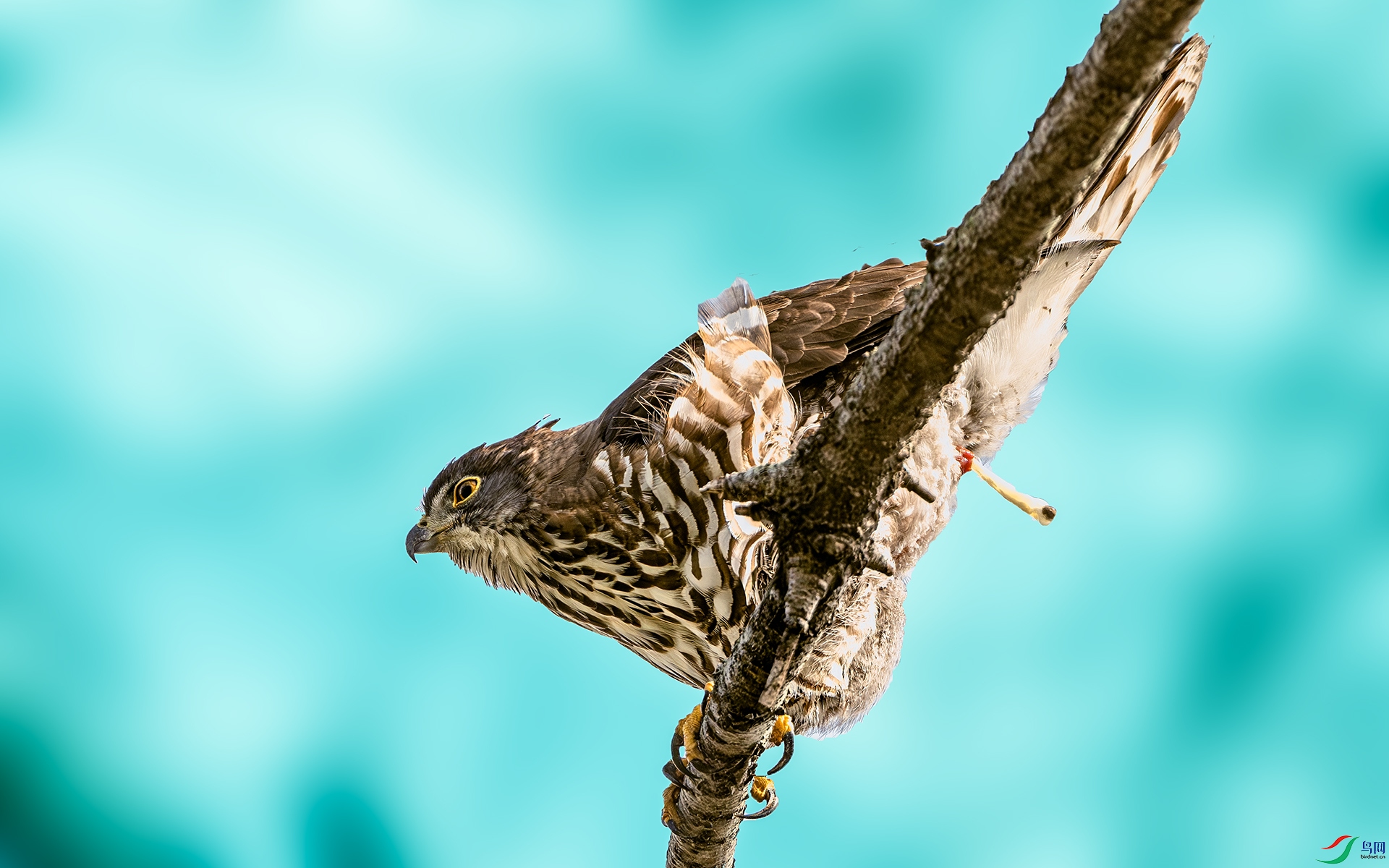 DSC_3506-����ǿ-NR ����.jpg