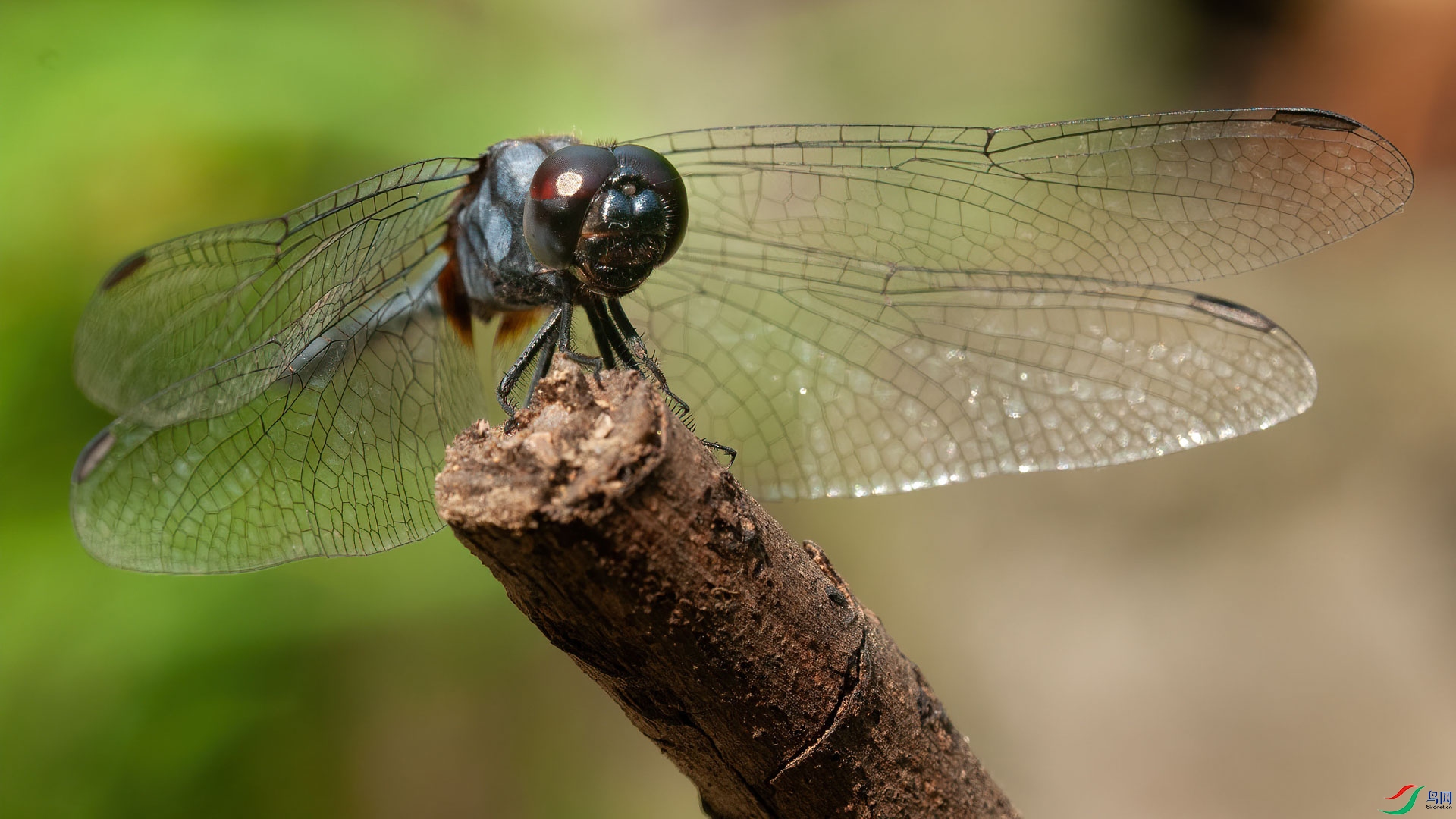 DSC_3449-1.jpg
