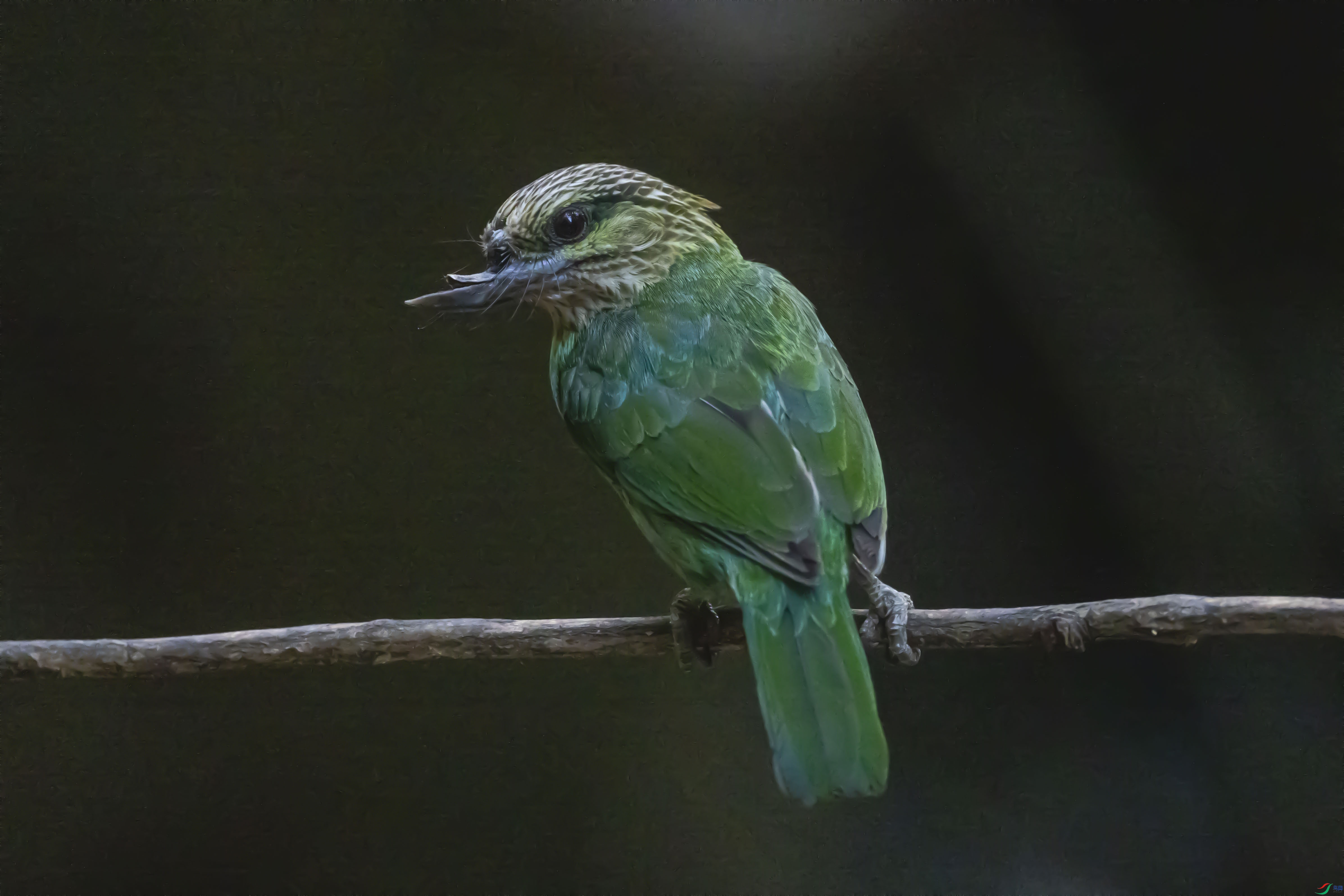 2I4A1421��������ľ�� (1)1.jpg