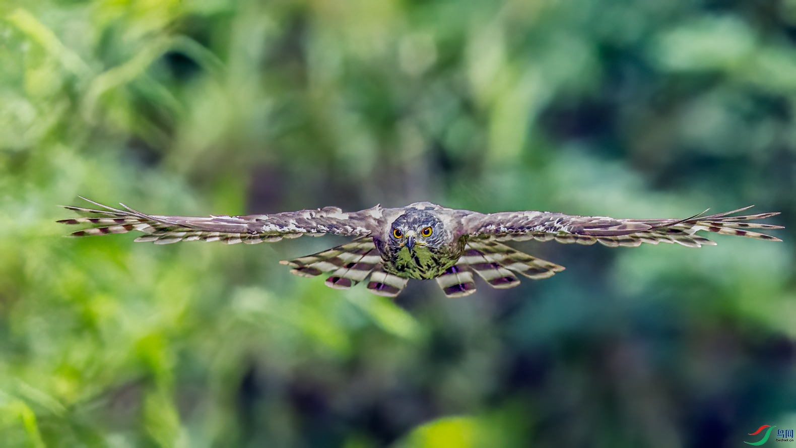 ӭ�����һһ��ͷӥ.jpg