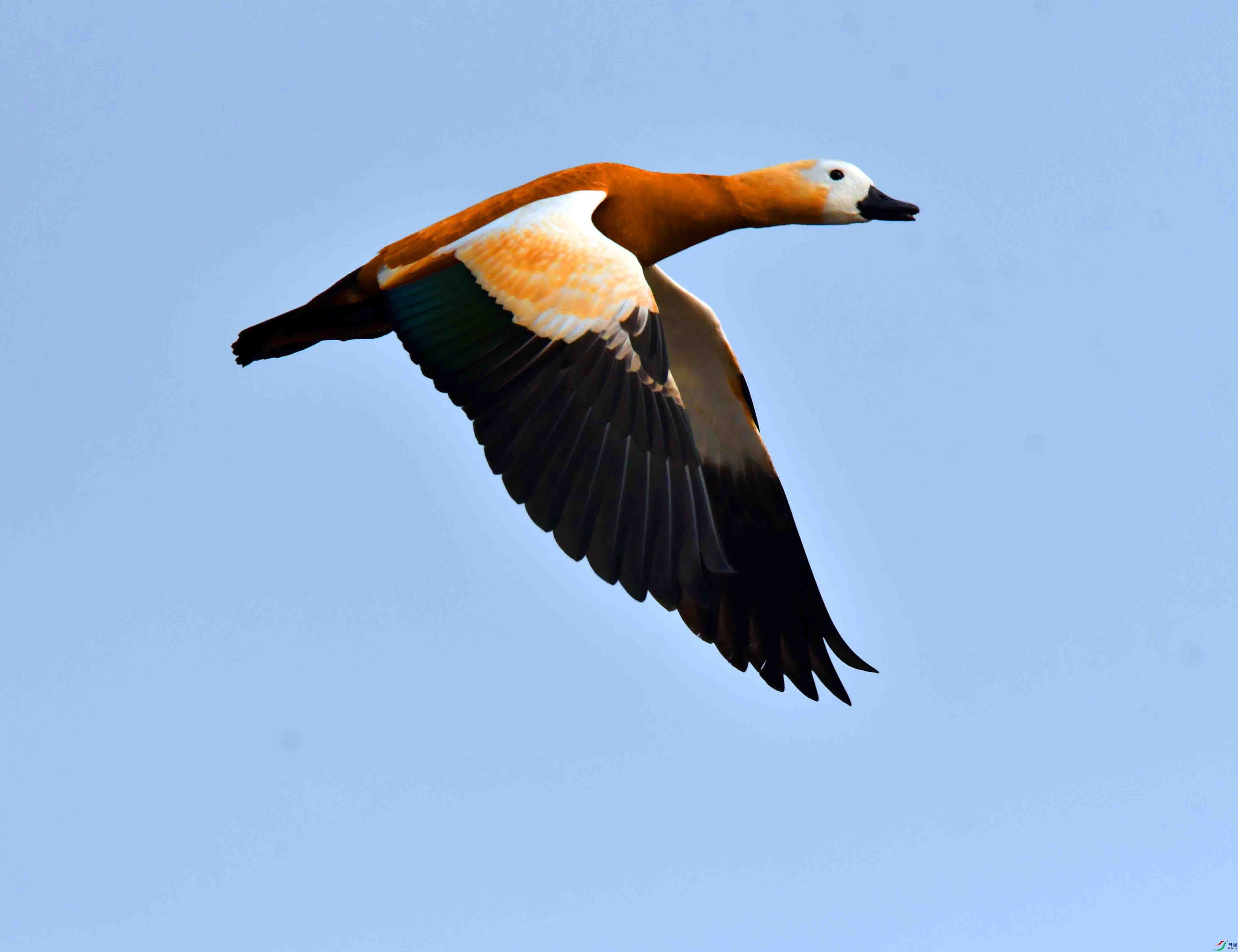 DSC_7522.JPG