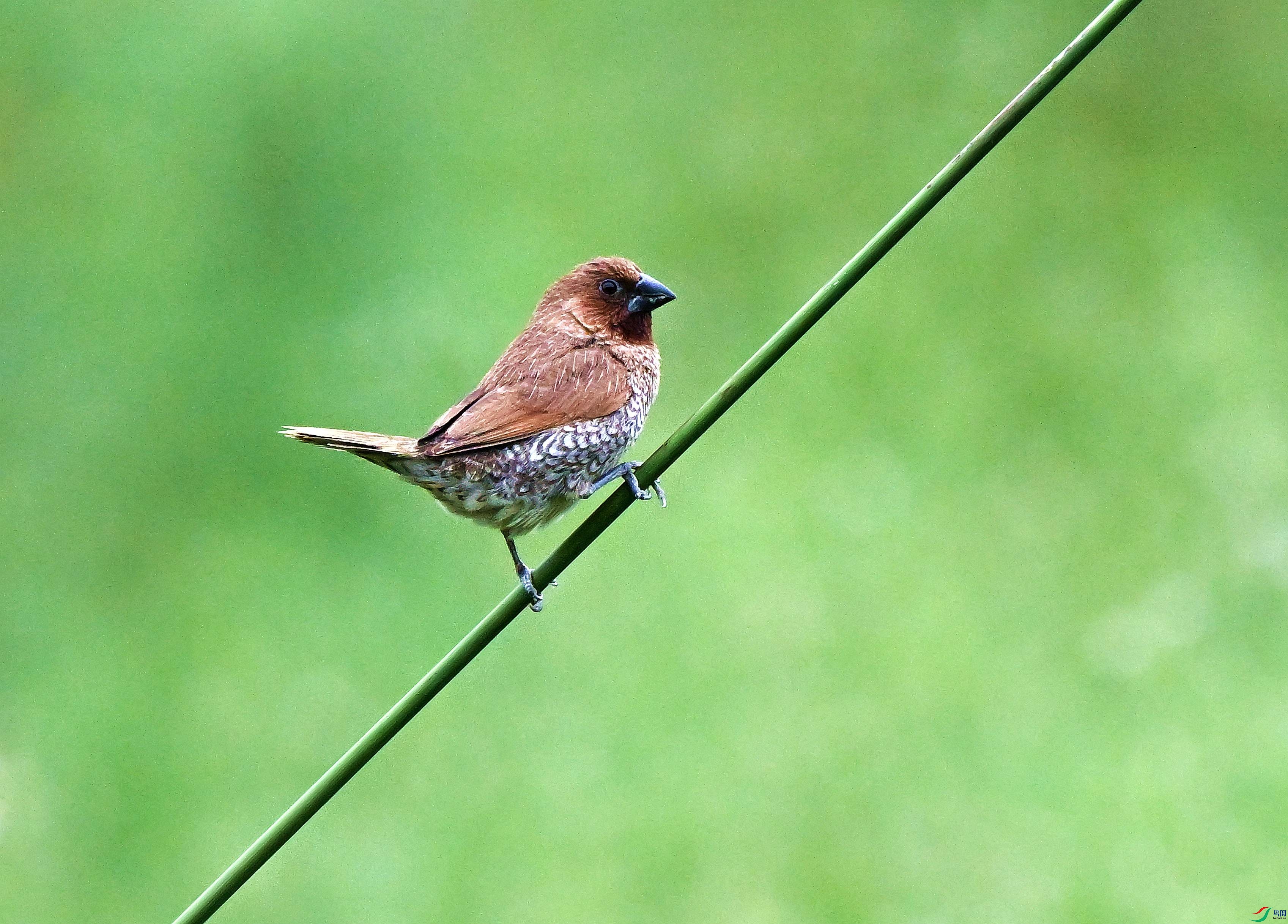 DSC_1558.JPG