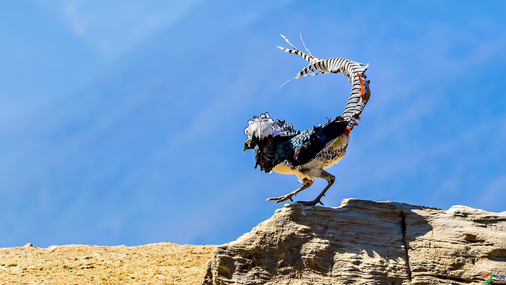 398A1001-����ǿ-NR ����.jpg