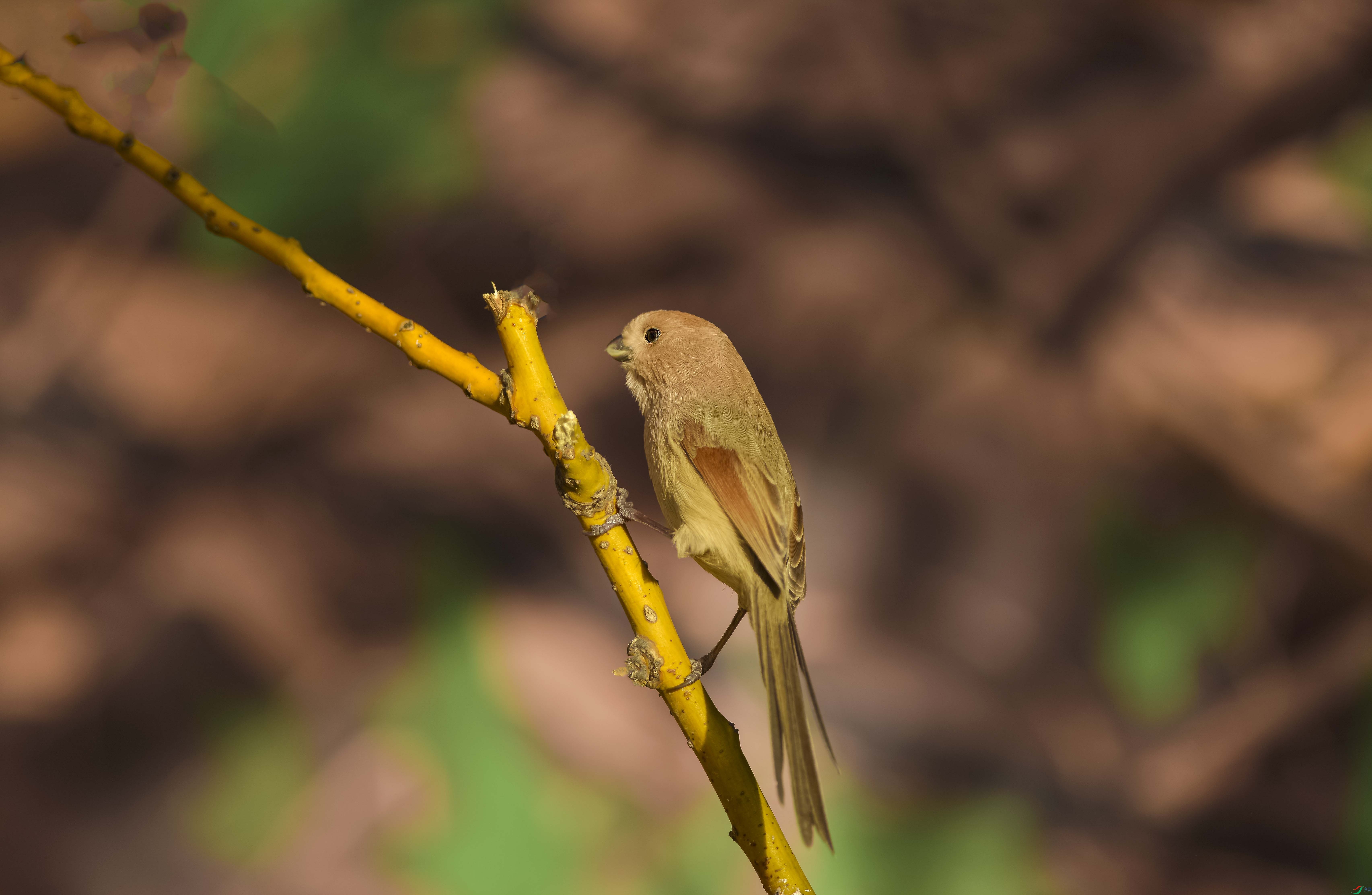 DSC_9890.jpg