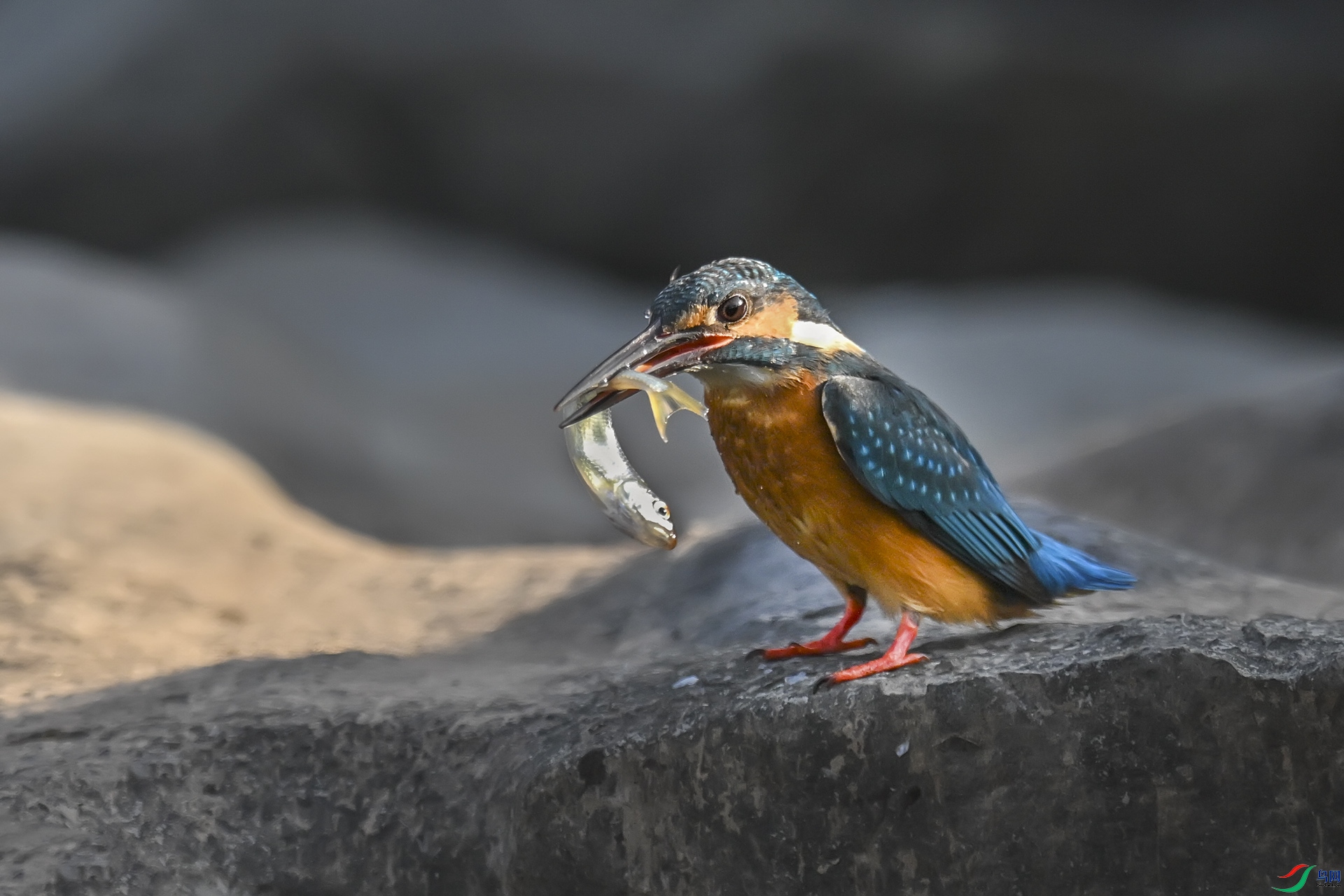 DSC_1249.jpg