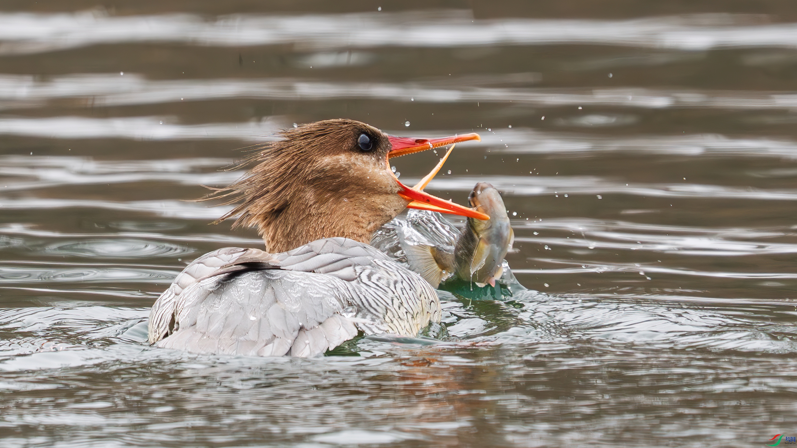 _DSC2349 ����.jpg