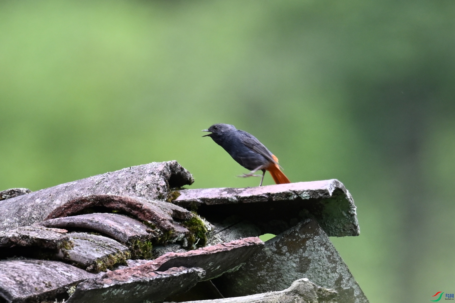 DSC_2910.JPG