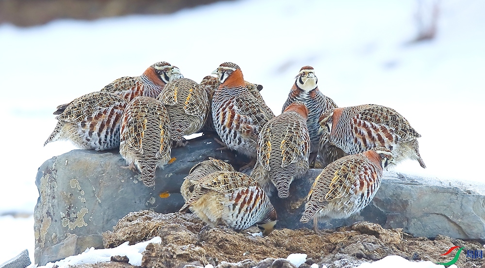 ��ԭɽ�� (2).JPG