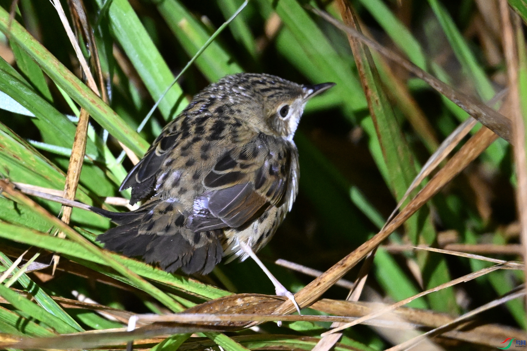 DSC_6875.JPG