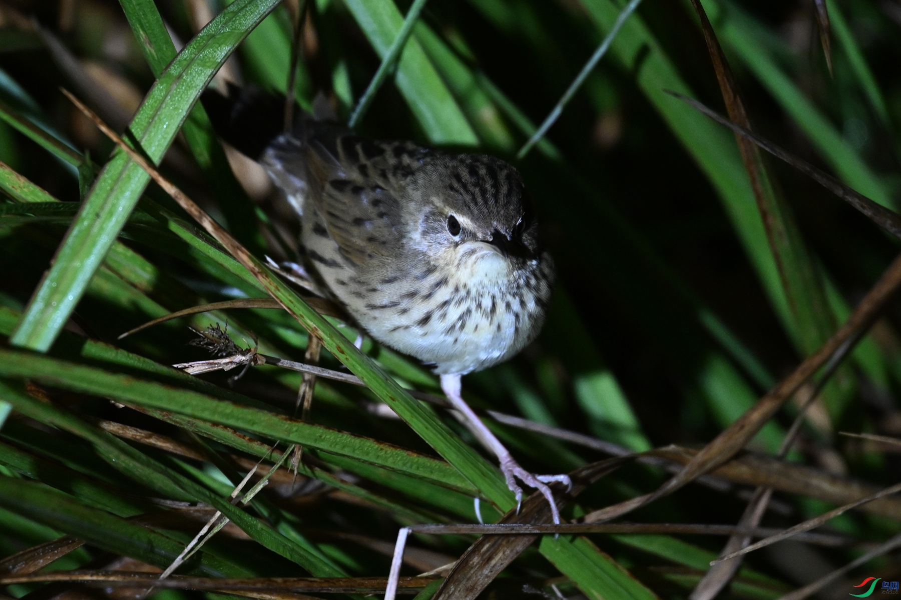 DSC_6941.JPG