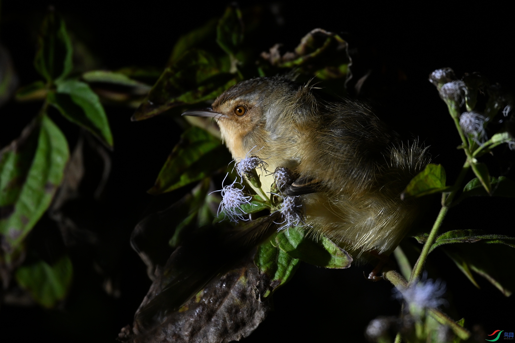 DSC_6964.JPG