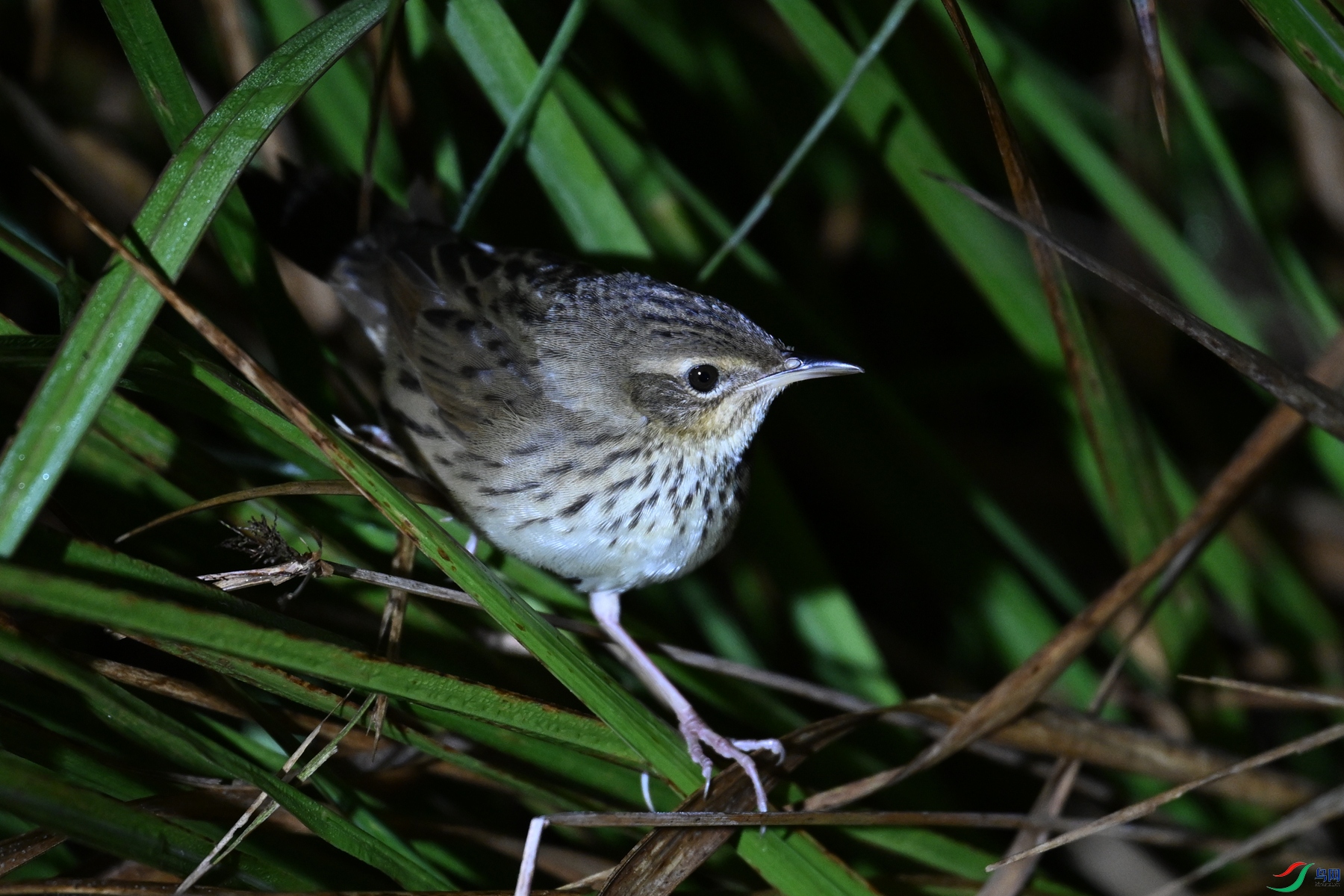 DSC_6943.JPG