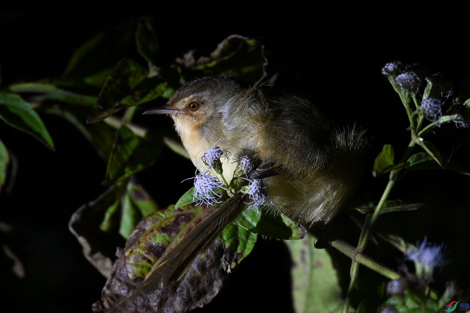 DSC_6973.JPG