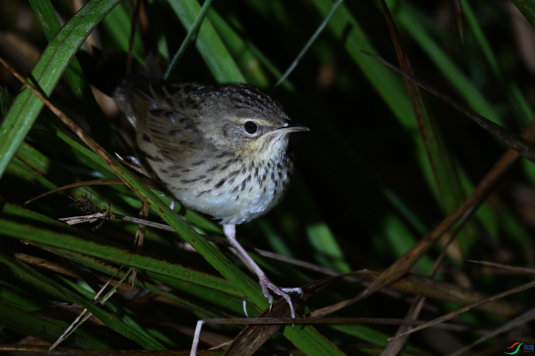 DSC_6948.JPG