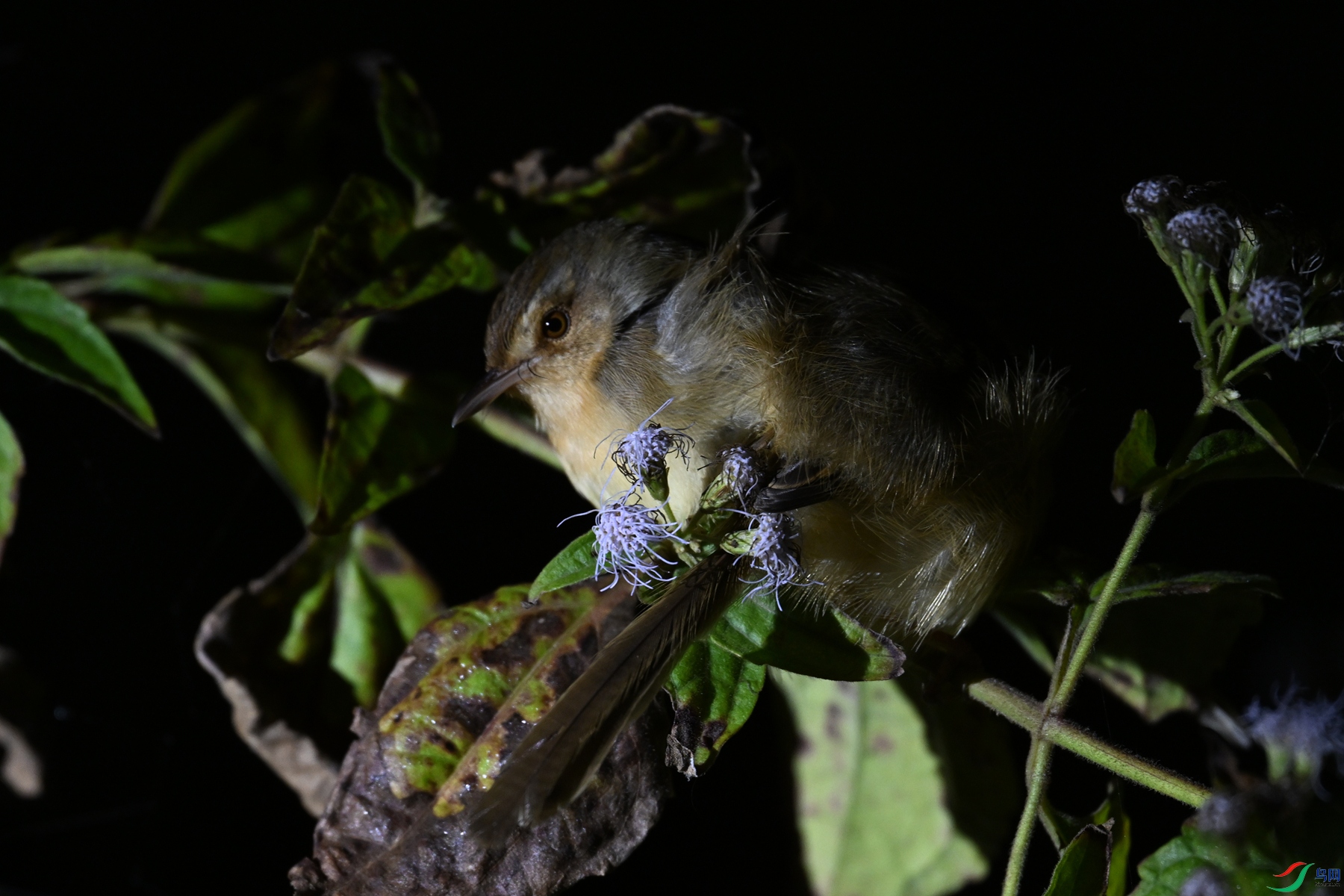 DSC_6976.JPG