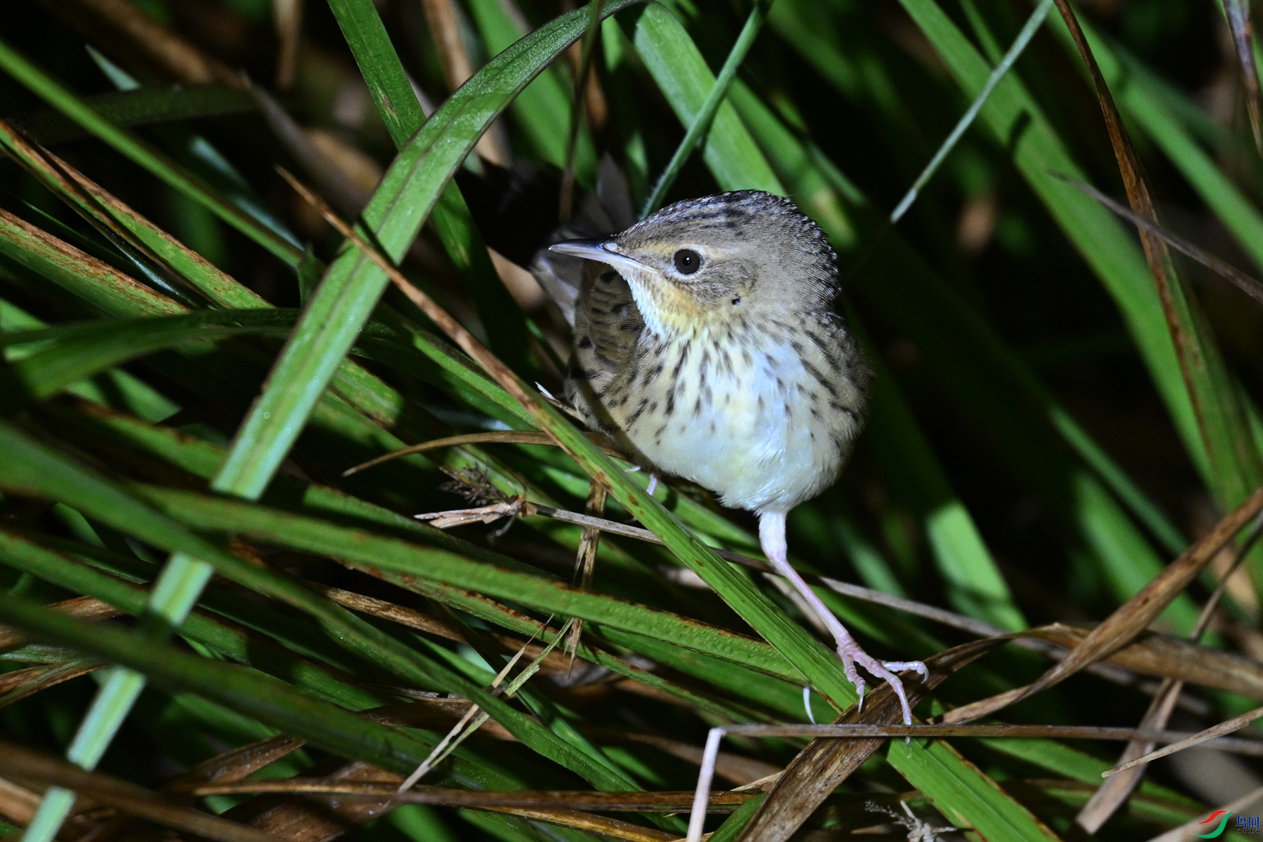 DSC_6951.JPG