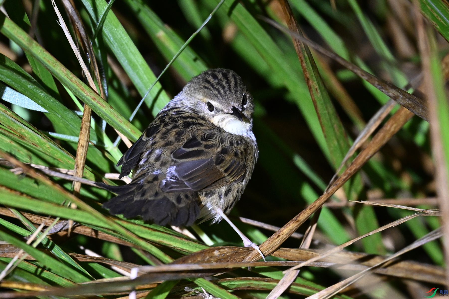 DSC_6893.JPG