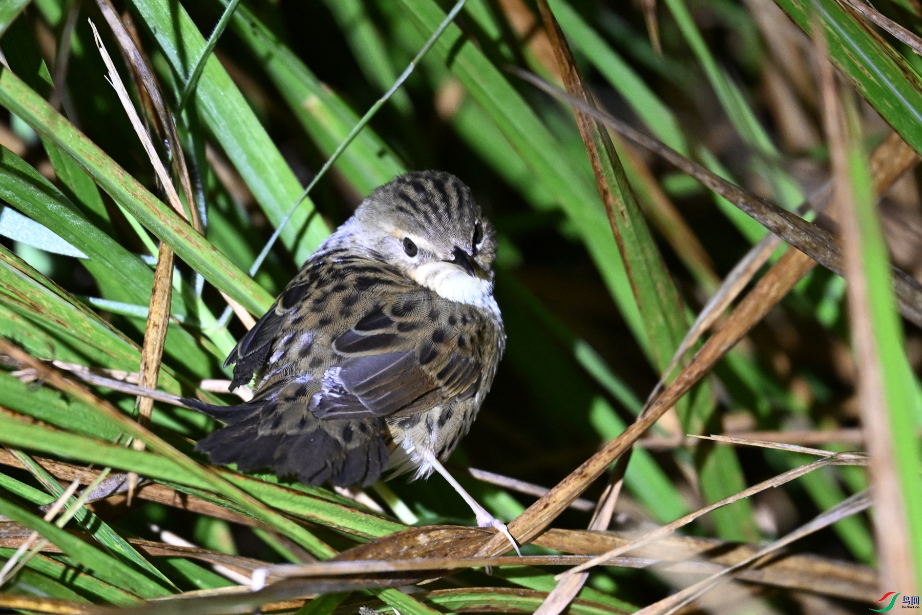 DSC_6895.JPG