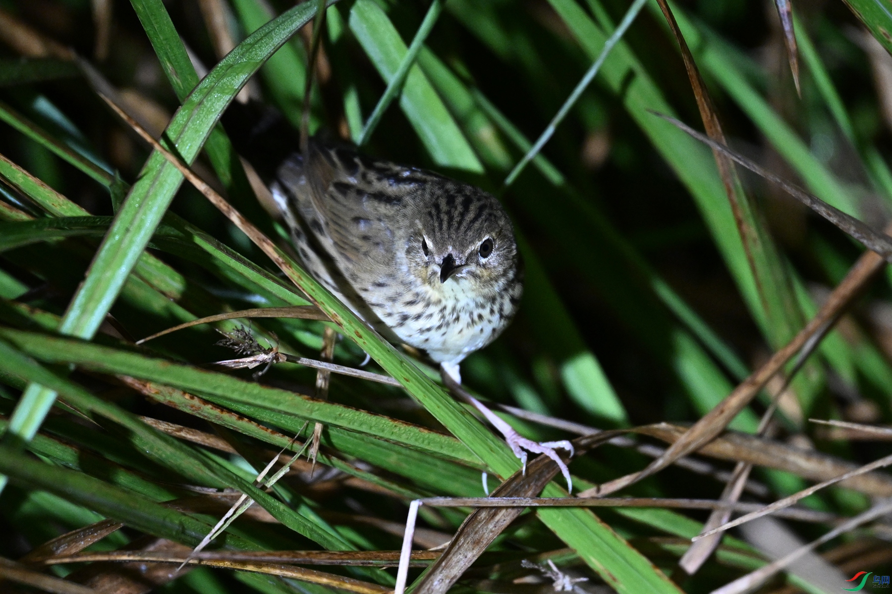 DSC_6927.JPG