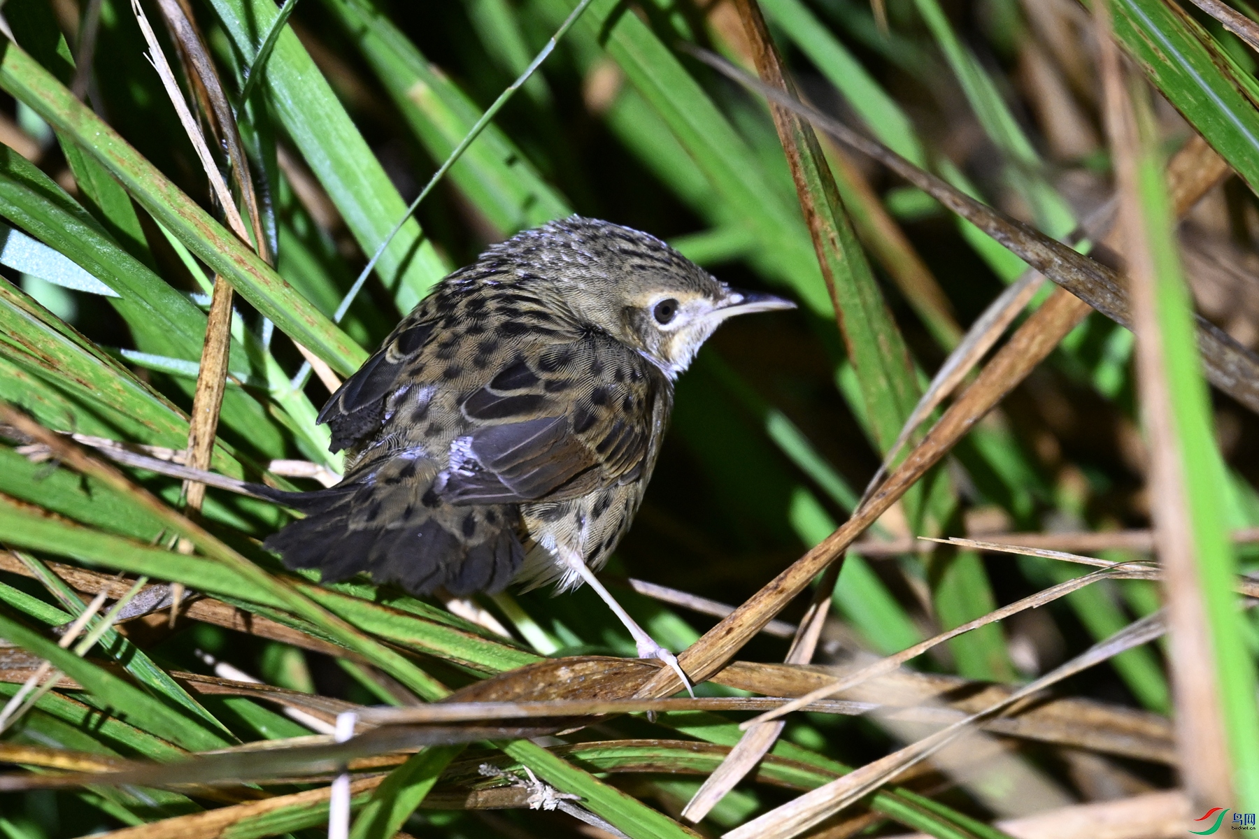 DSC_6898.JPG