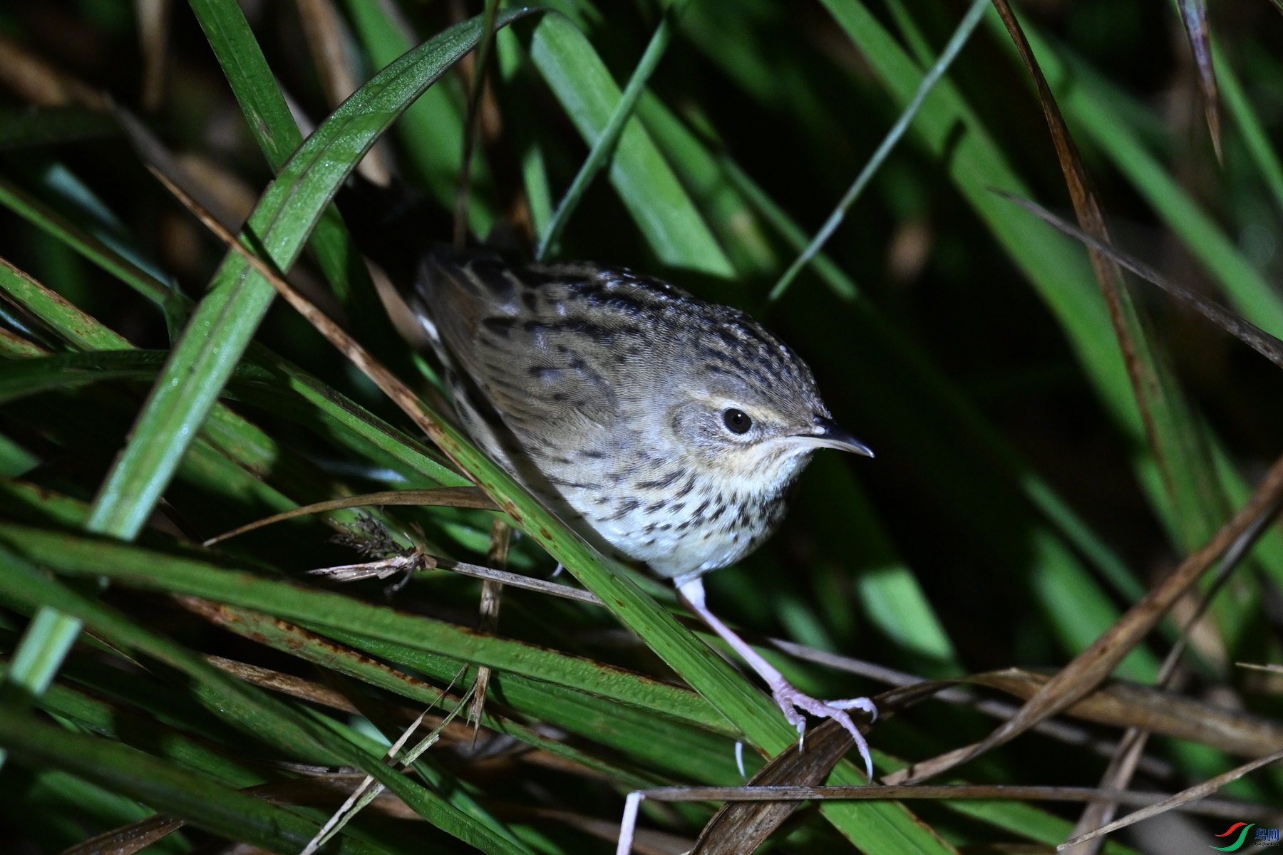 DSC_6932.JPG