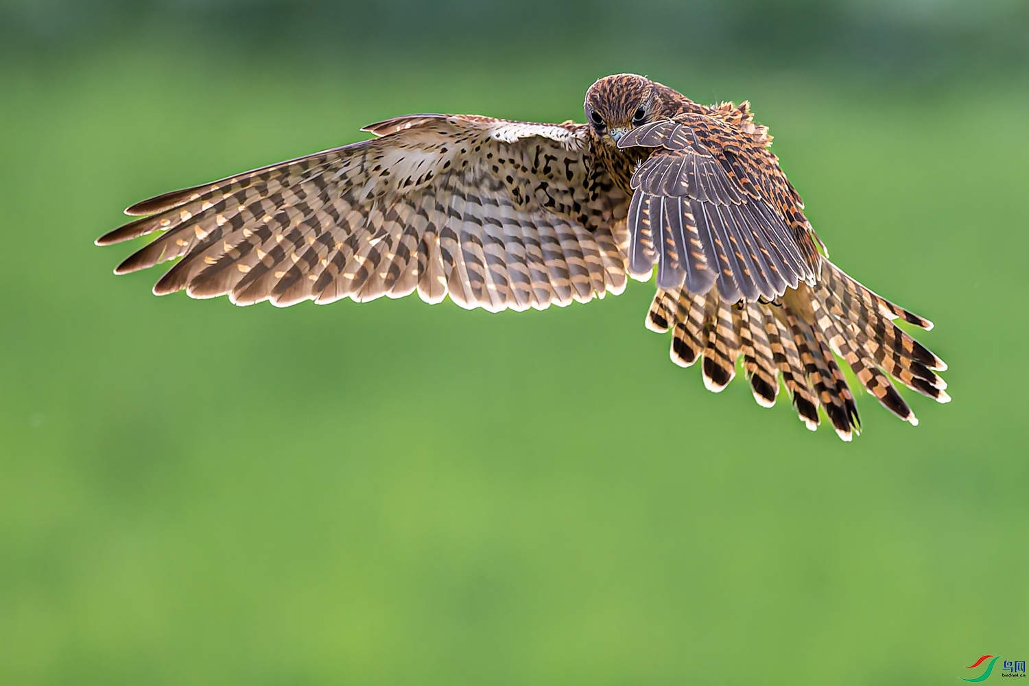 A96I0389-DxO_DeepPRIME 3.jpg